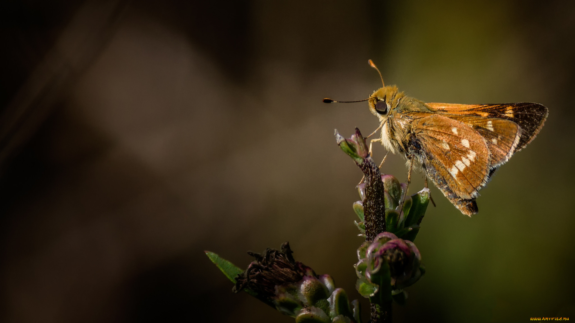 животные, бабочки, , мотыльки, , моли, бабочка