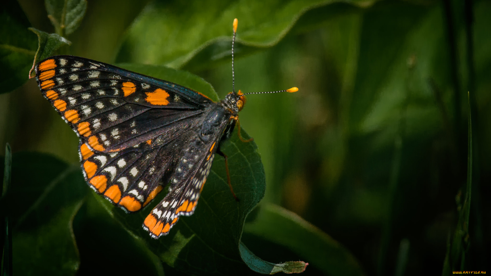 животные, бабочки, , мотыльки, , моли, бабочка