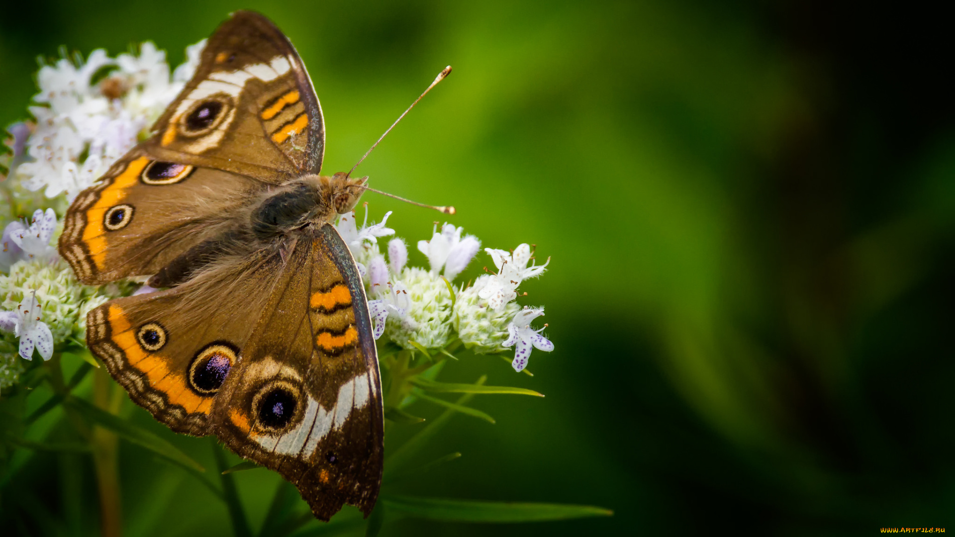 животные, бабочки, , мотыльки, , моли, бабочка