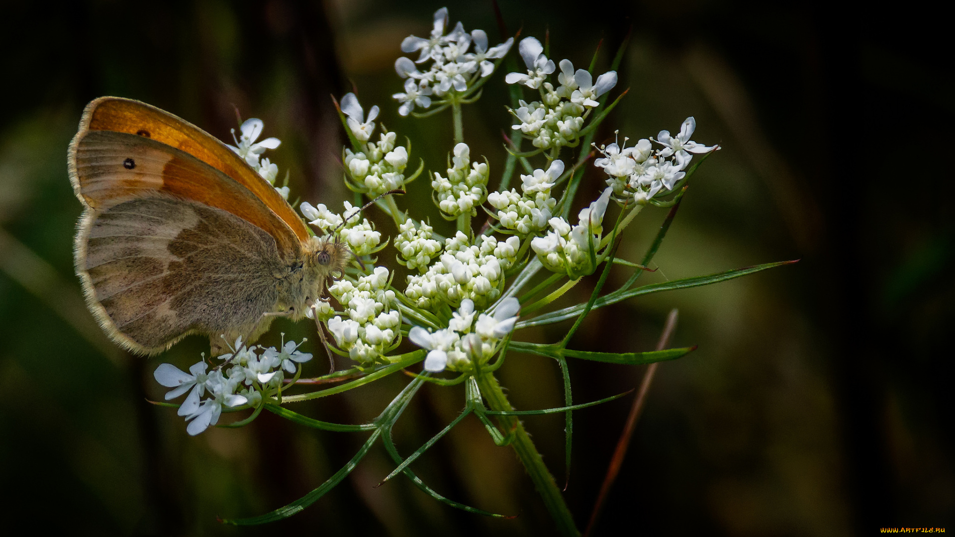 животные, бабочки, , мотыльки, , моли, бабочка