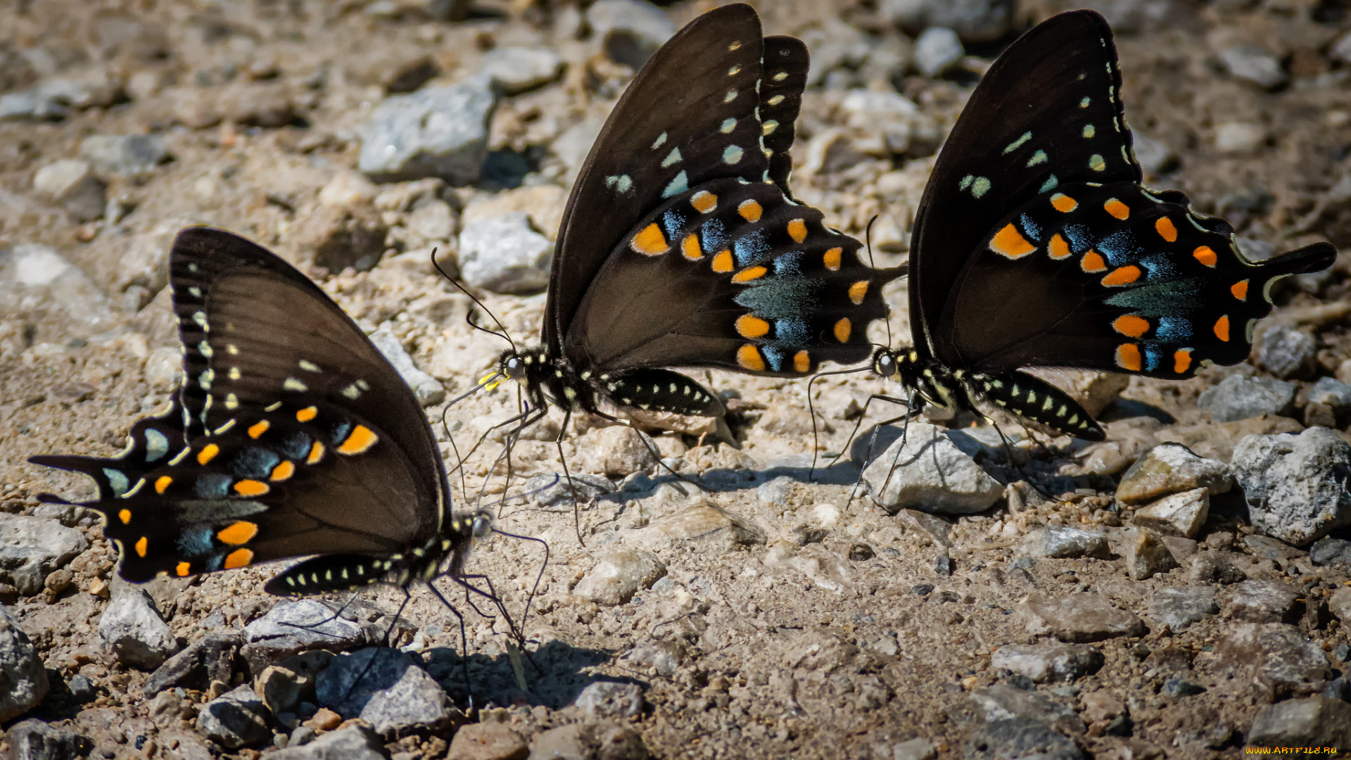 животные, бабочки, , мотыльки, , моли, бабочка