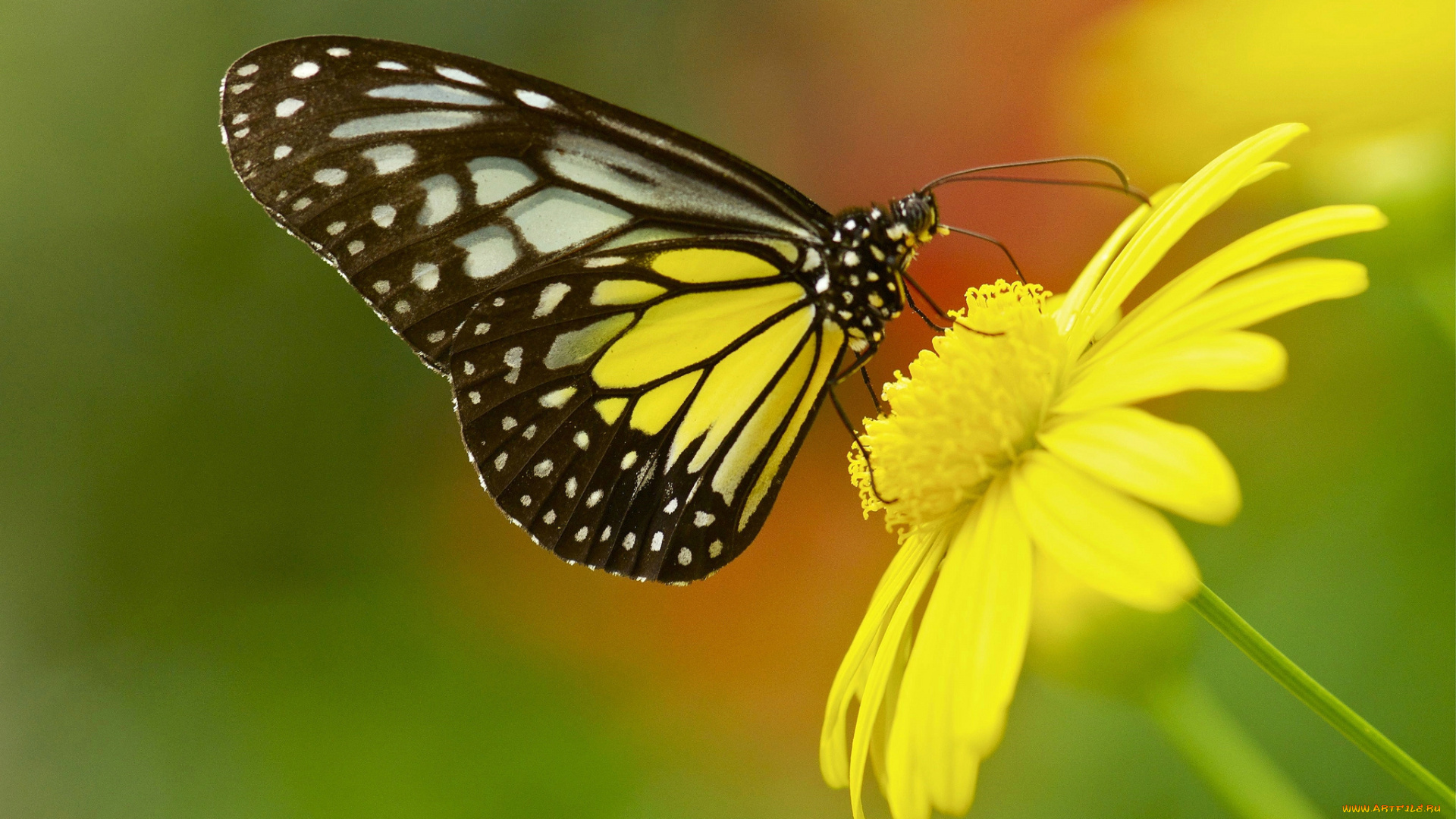 животные, бабочки, , мотыльки, , моли, макро, бабочка, цветок