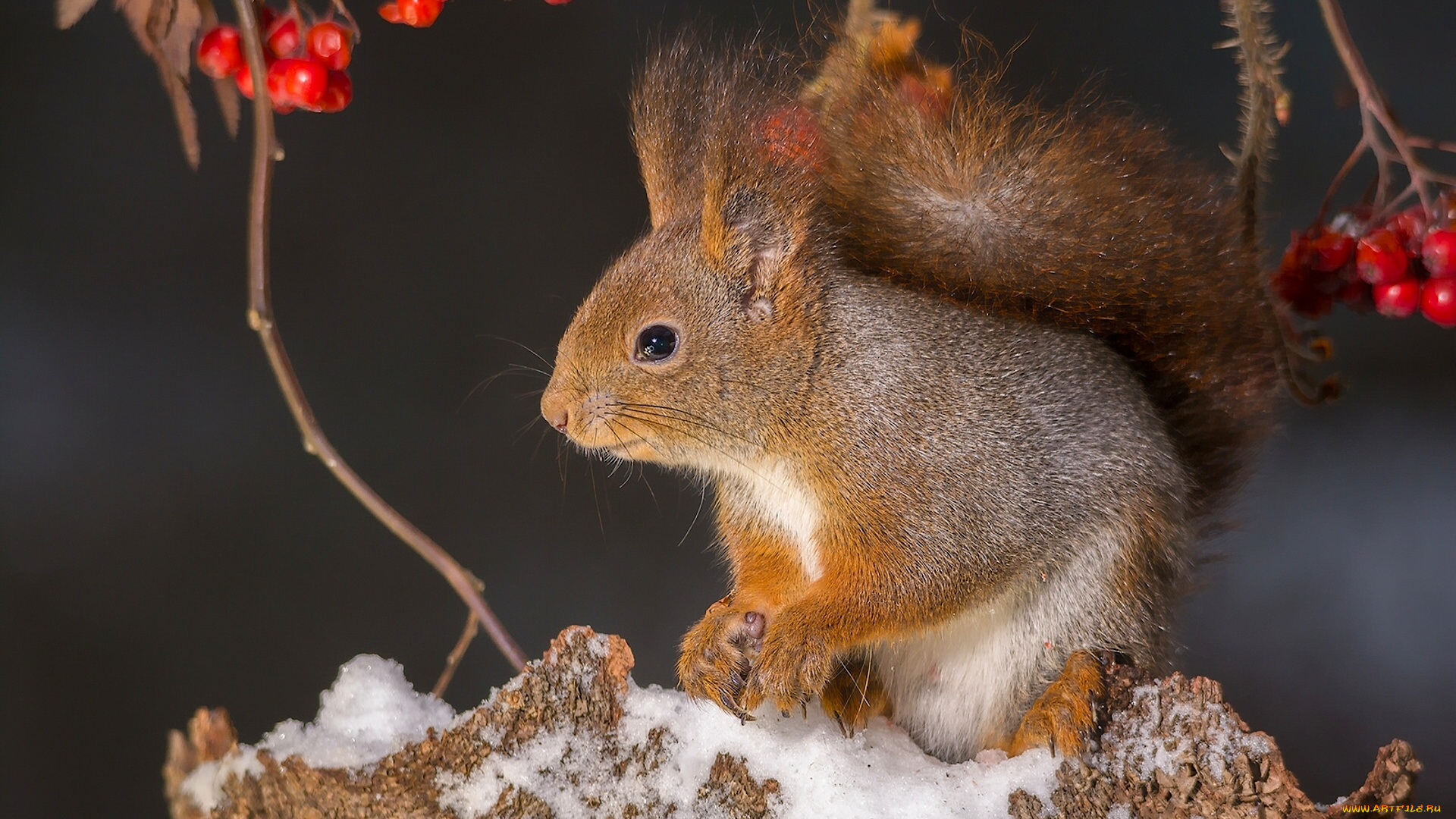 животные, белки, рябина, снег, ветки, ягоды, белка, рыжая, пенёк