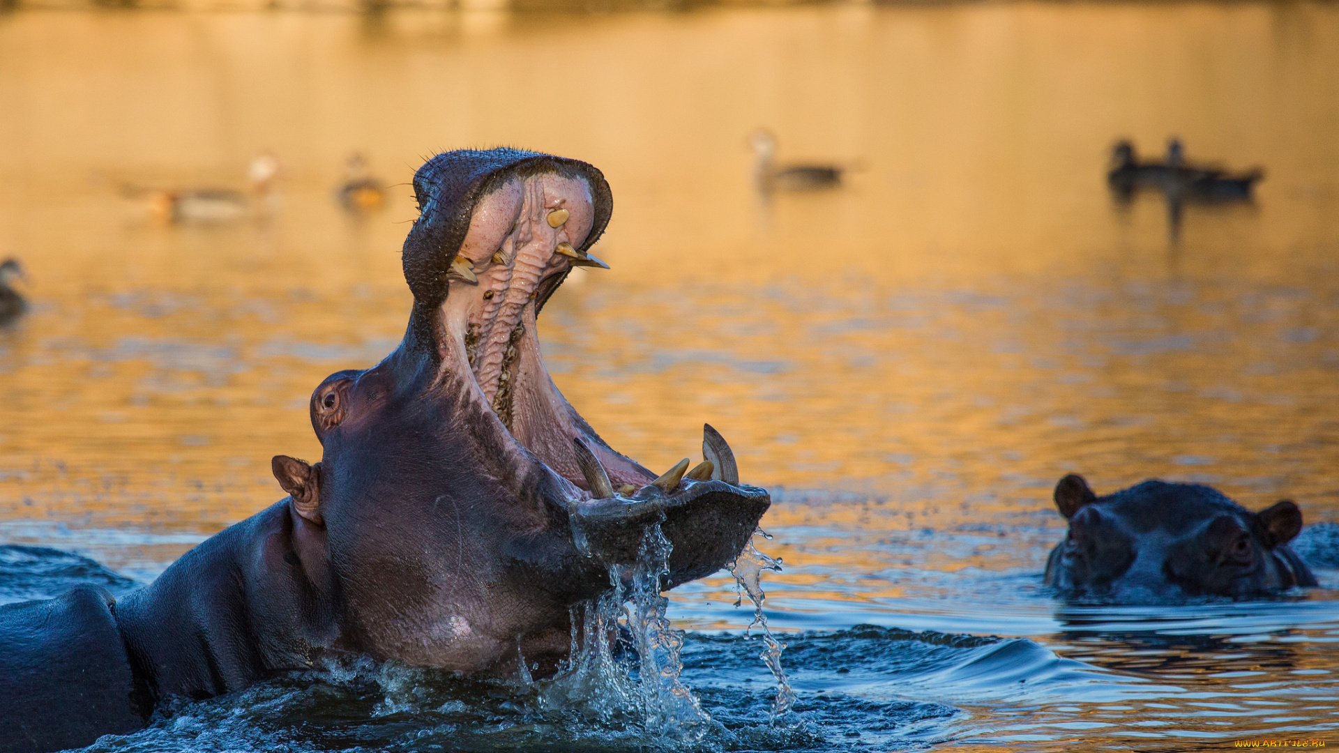 животные, богомолы, гиппопотам