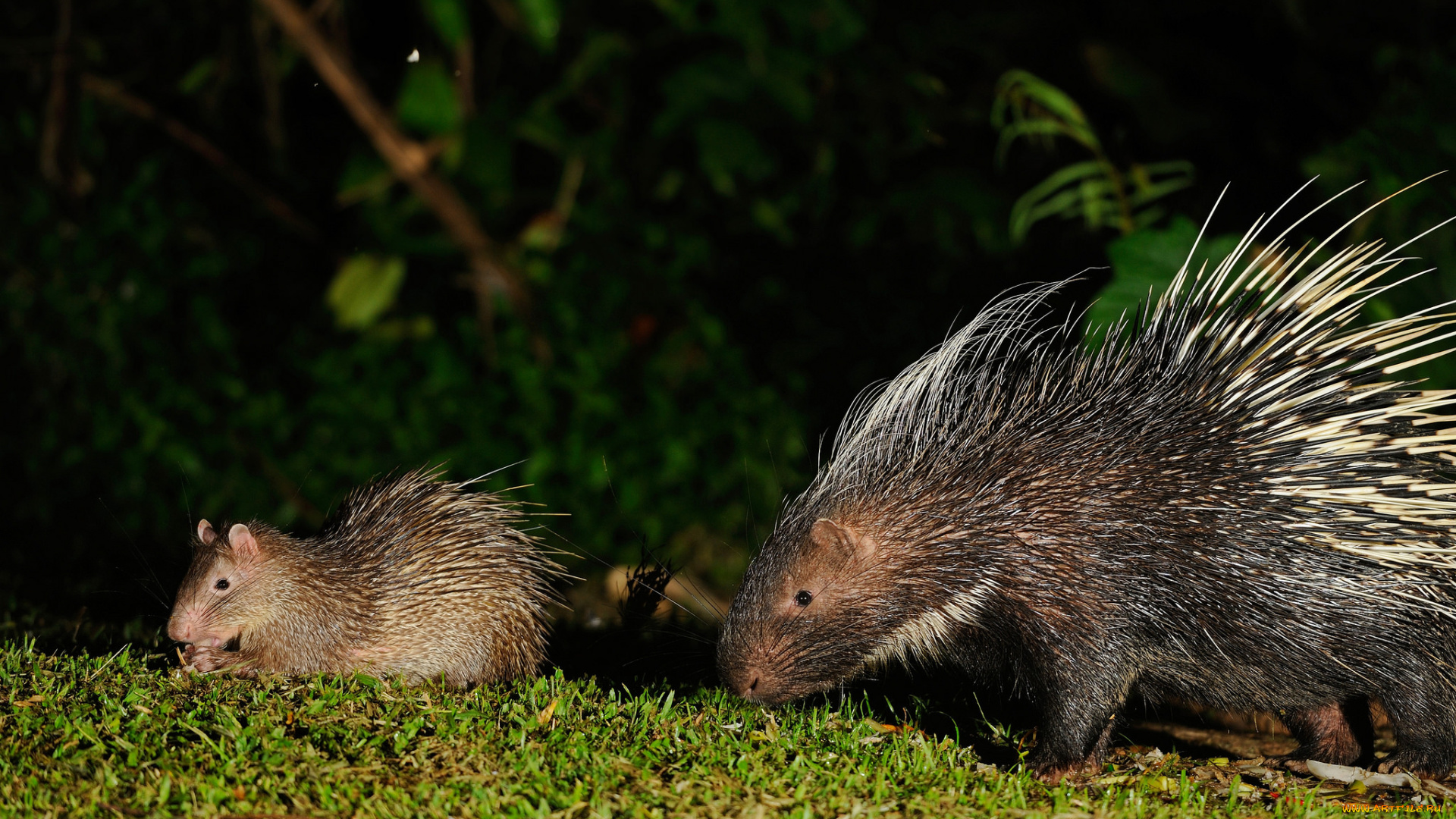 животные, дикобразы