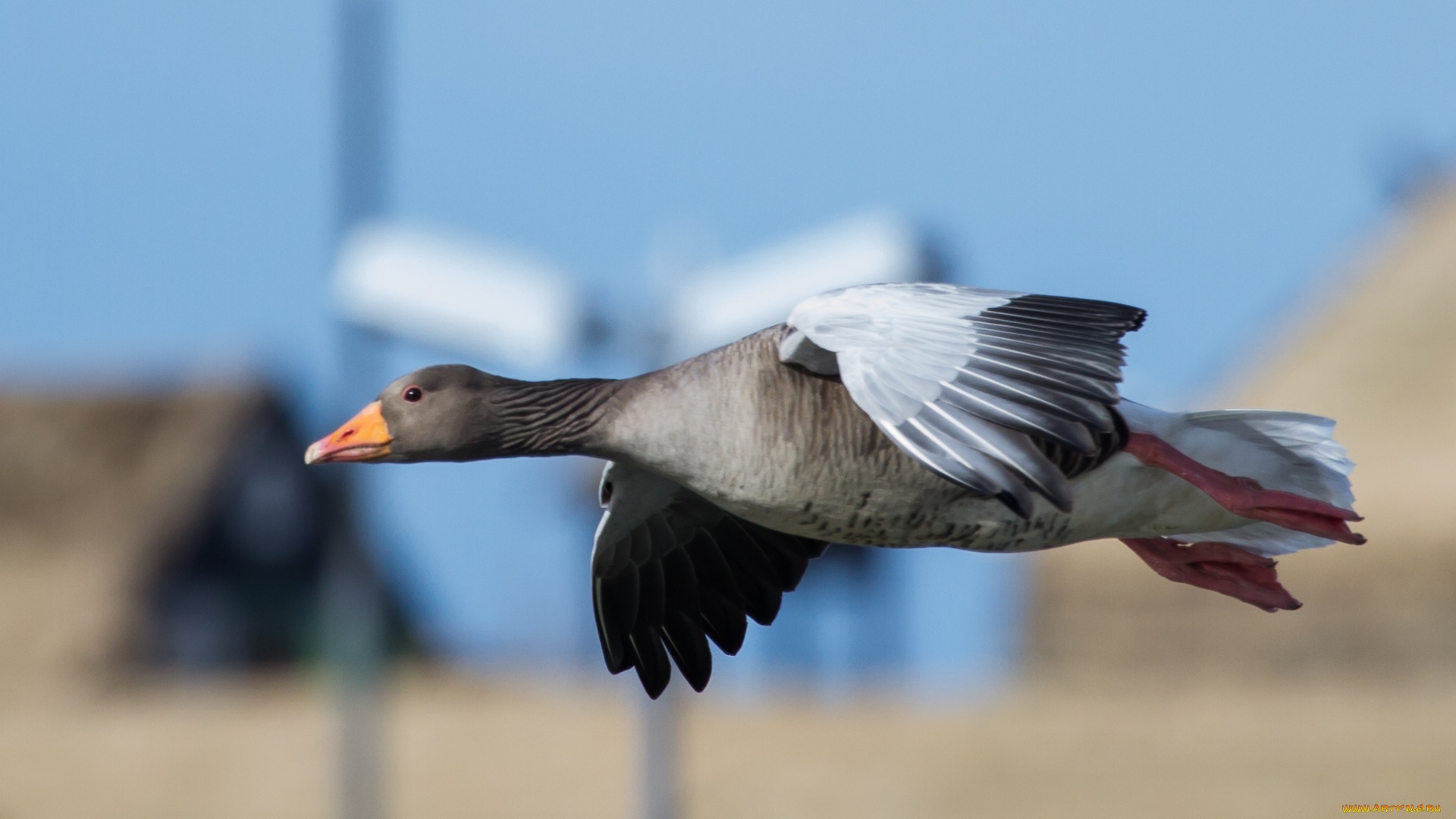 животные, гуси, гусь