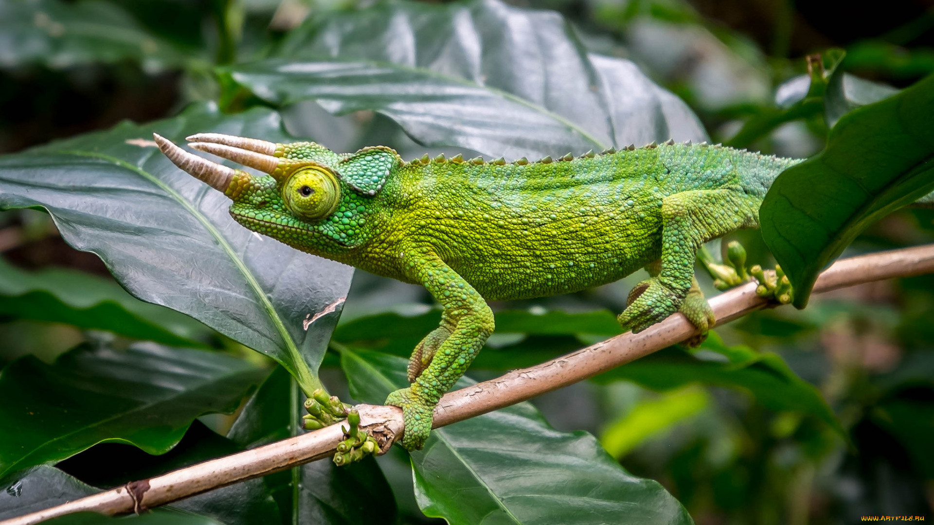 животные, хамелеоны, хамелеон