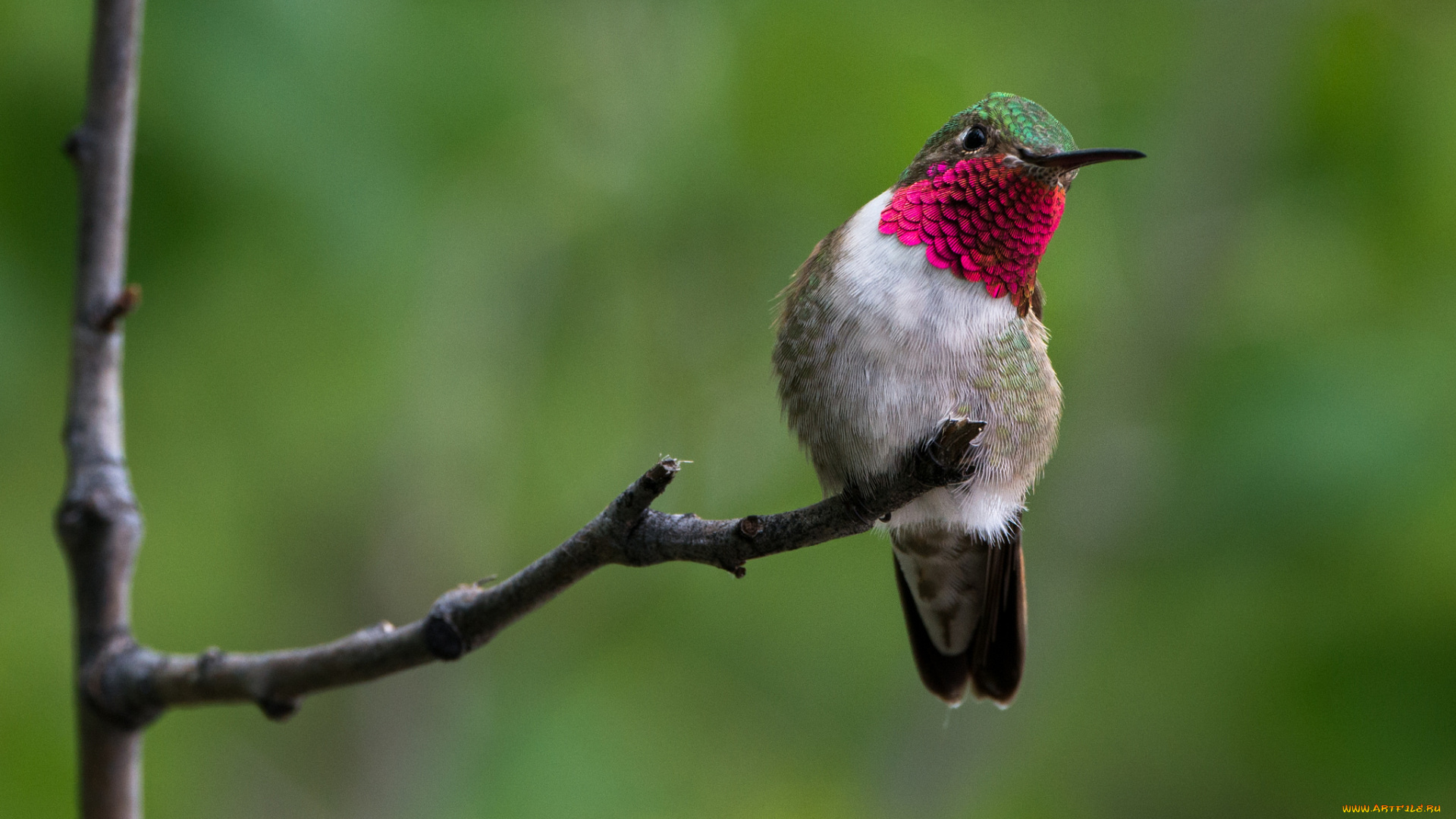 животные, колибри, фон, ветка