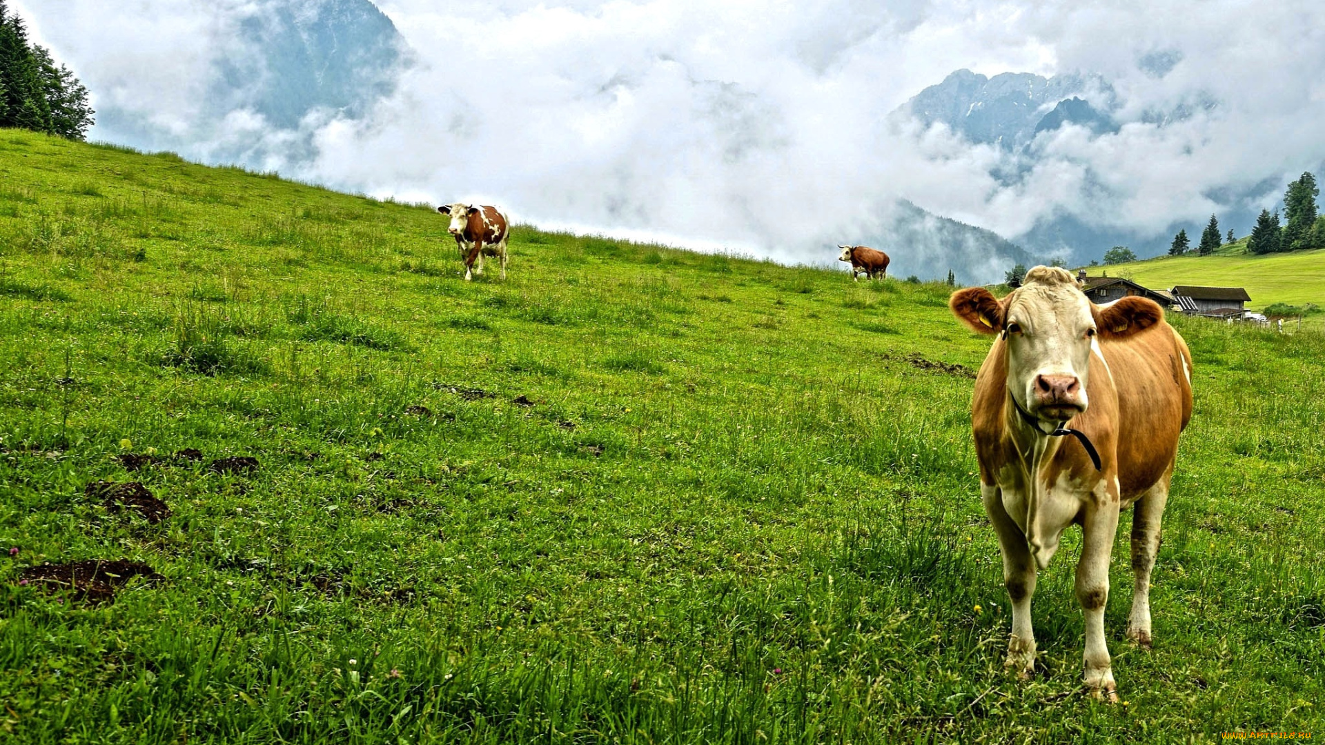 животные, коровы, , буйволы, луг, домики, трава, утро