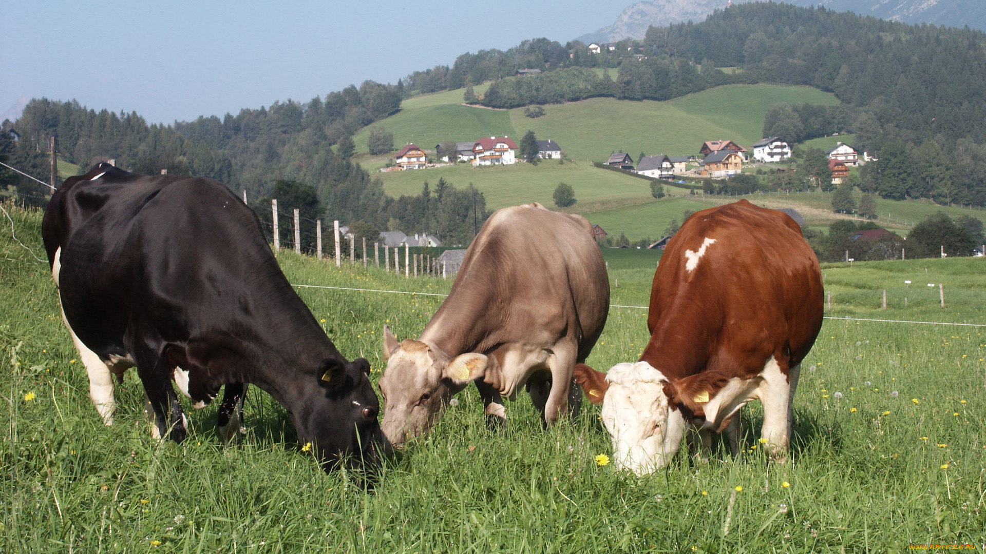 животные, коровы, , буйволы, трава, пастбище, горы, деревня, дома