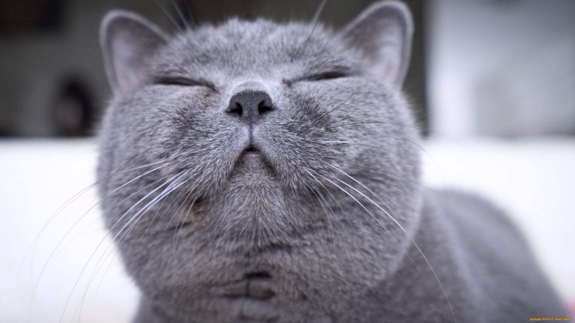 животные, коты, британская, короткошёрстная, кошка, улыбка, довольная, мордочка, британец