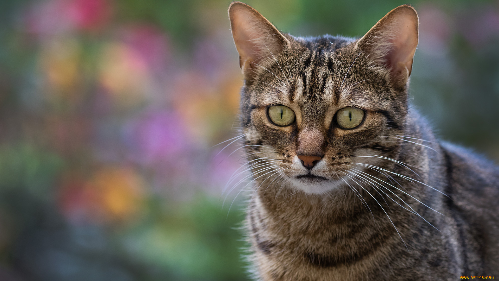 животные, коты, коте, киса, кошка, кот, взгляд, фон