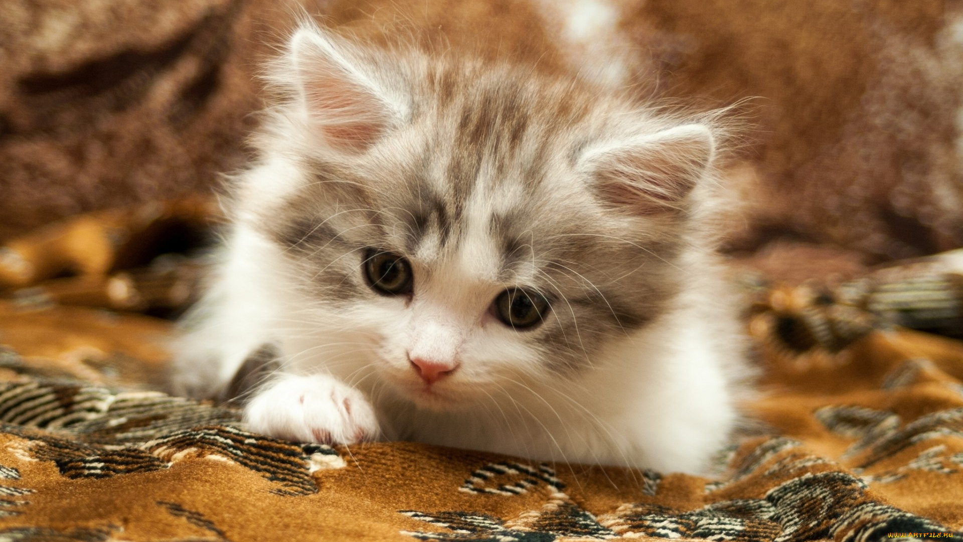 животные, коты, котёнок, малыш, ковёр