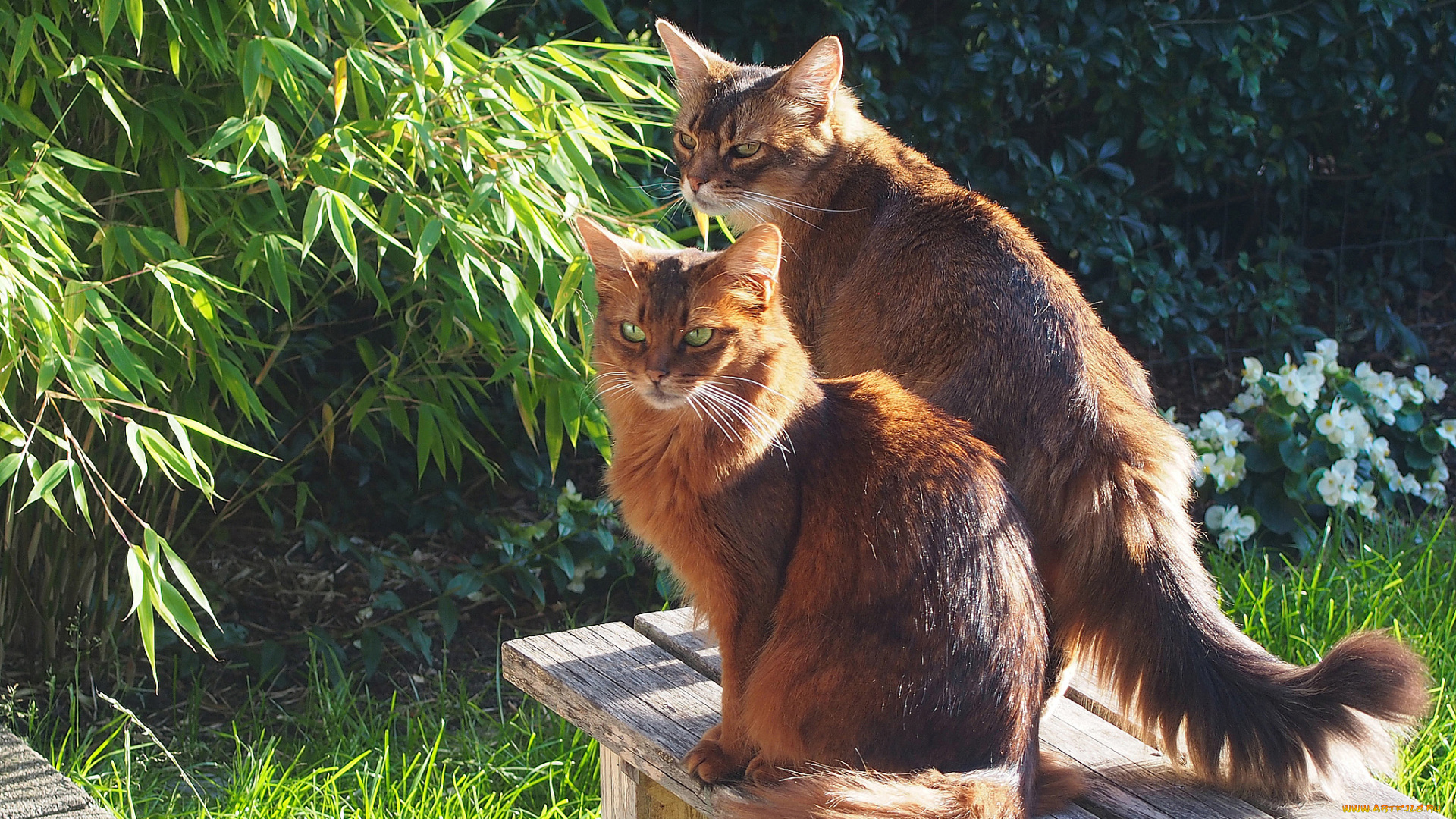 животные, коты, пара, кошки, коте, фон, друзья