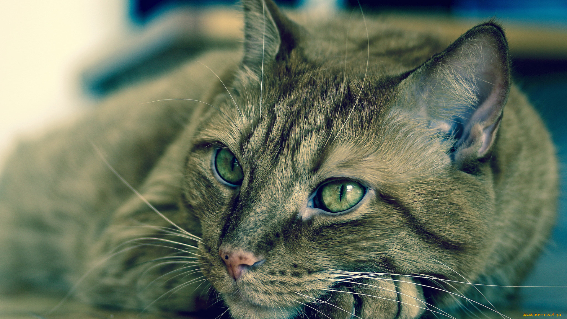 животные, коты, ушки, усы, взгляд, коте, киса