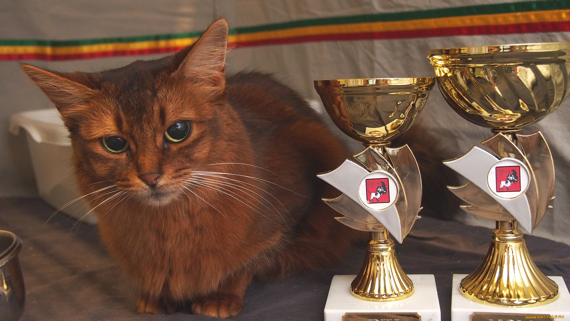животные, коты, усы, коте, взгляд, киса, кубки, награды, ушки
