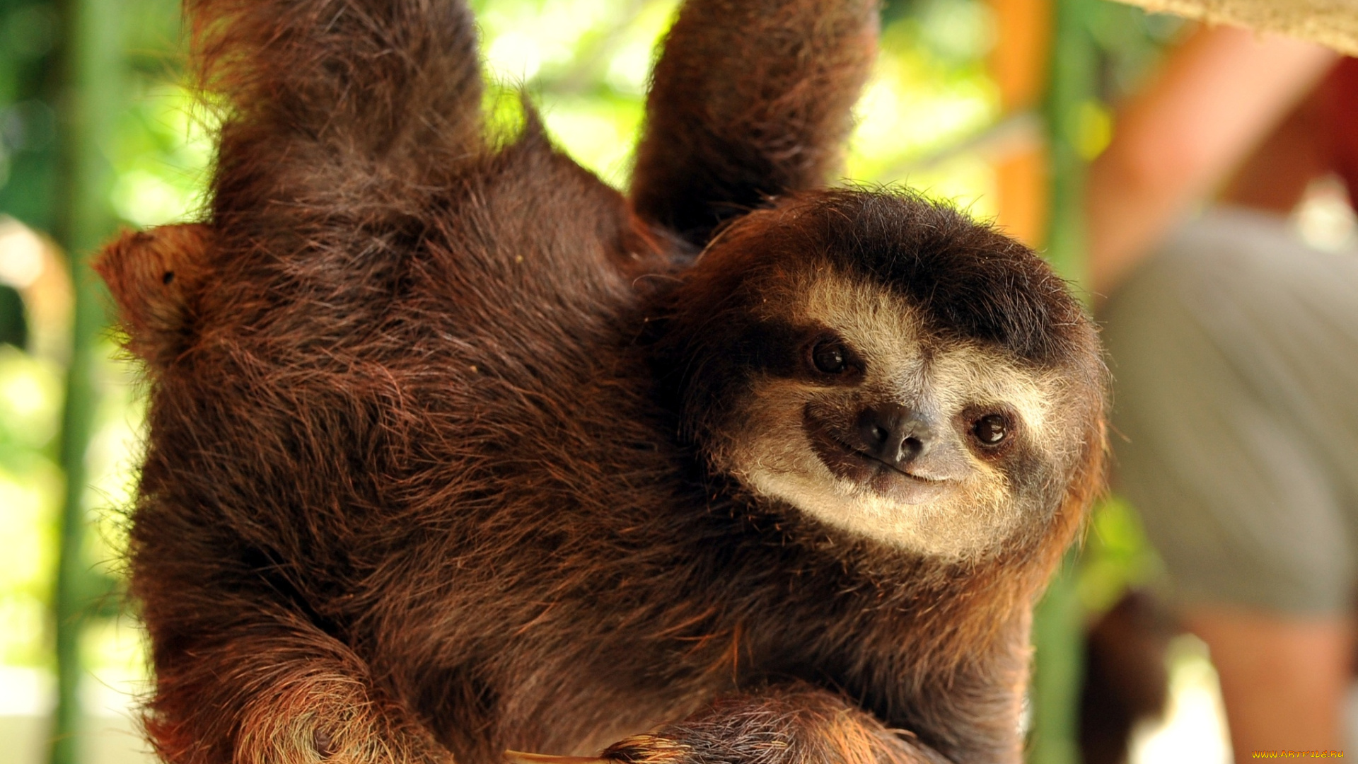 животные, ленивцы, улыбка, ветка, когти, ленивец