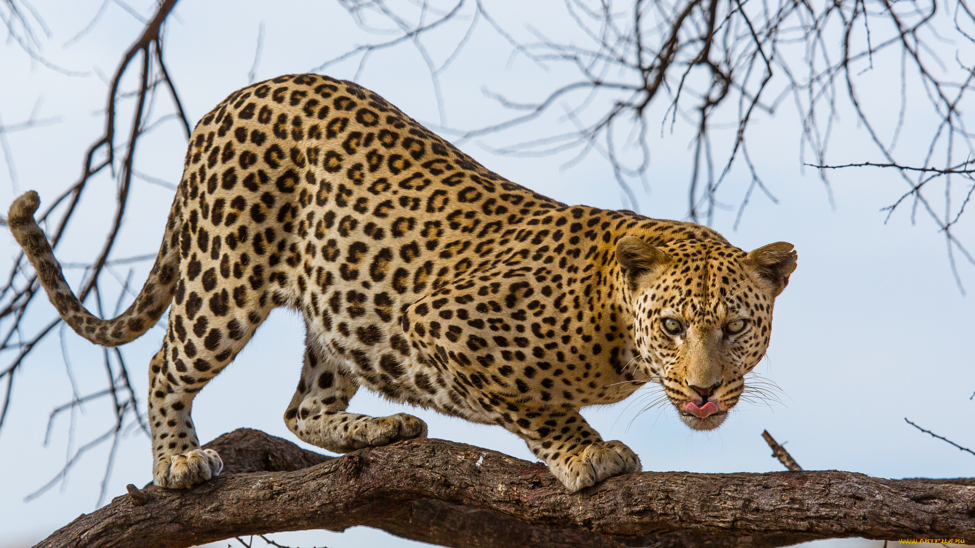 животные, леопарды, кошка