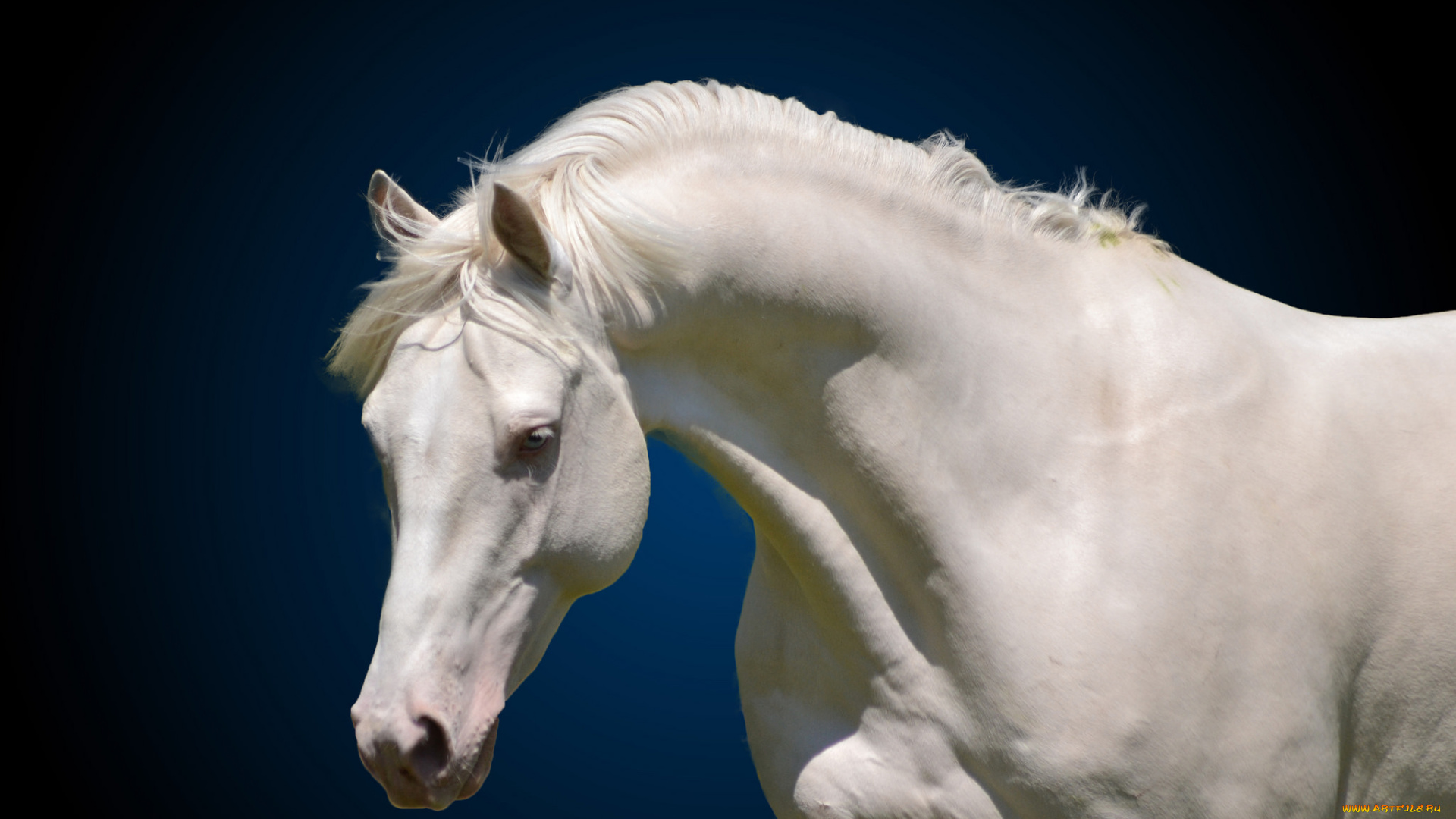 животные, лошади, белый, конь