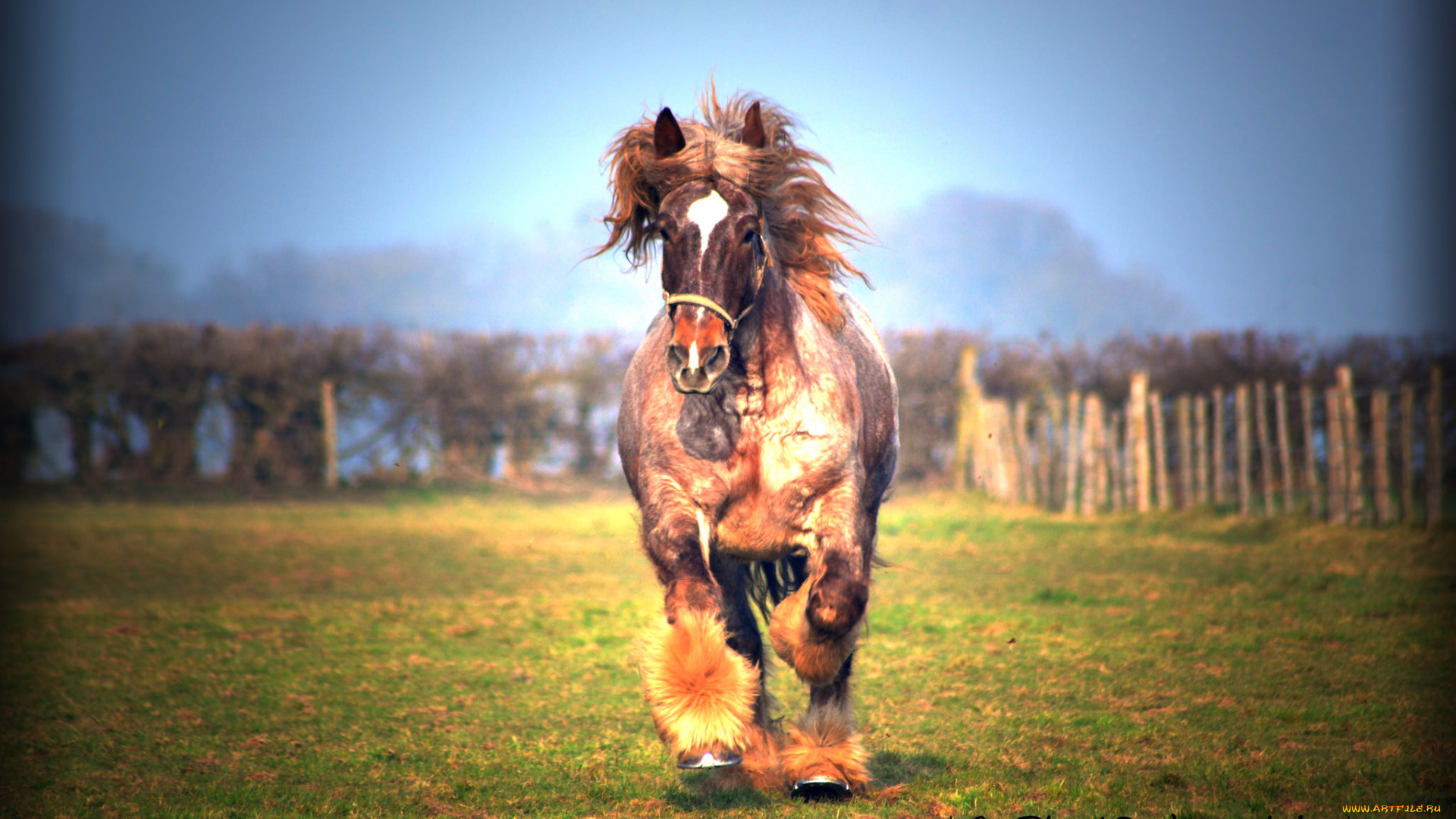 животные, лошади, конь