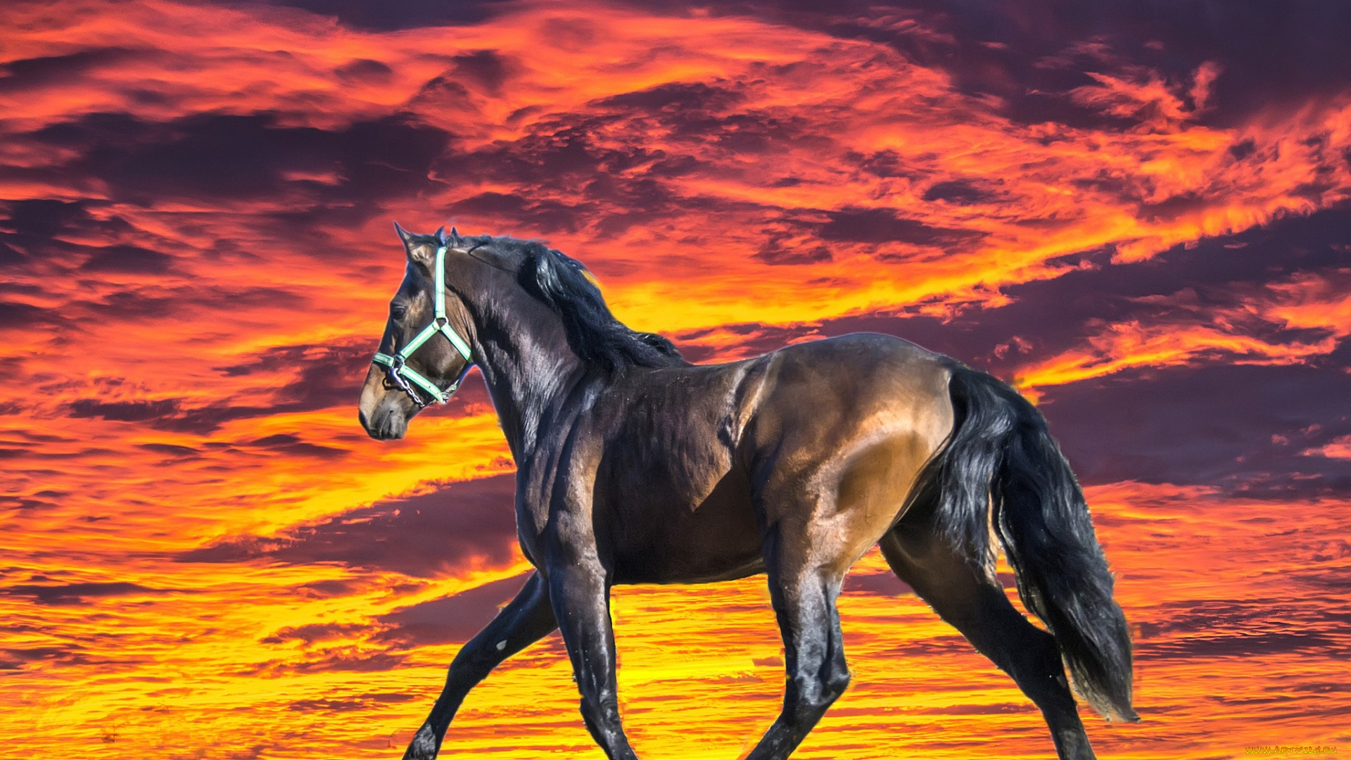 животные, лошади, лошадь