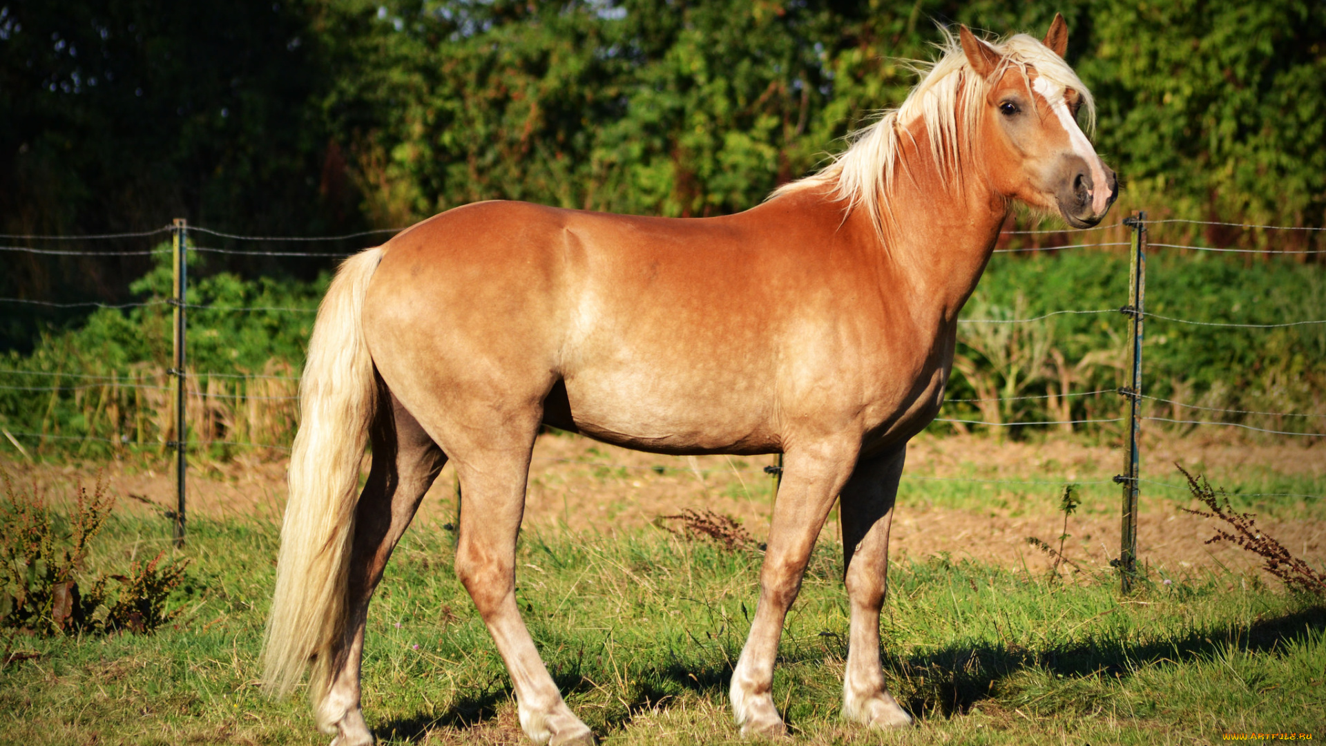 животные, лошади, лошадь