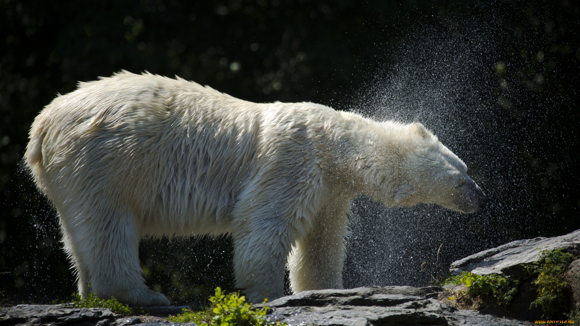 животные, медведи, медведь, белый