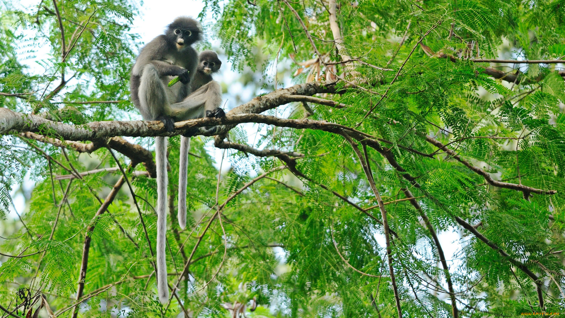 животные, обезьяны, дерево