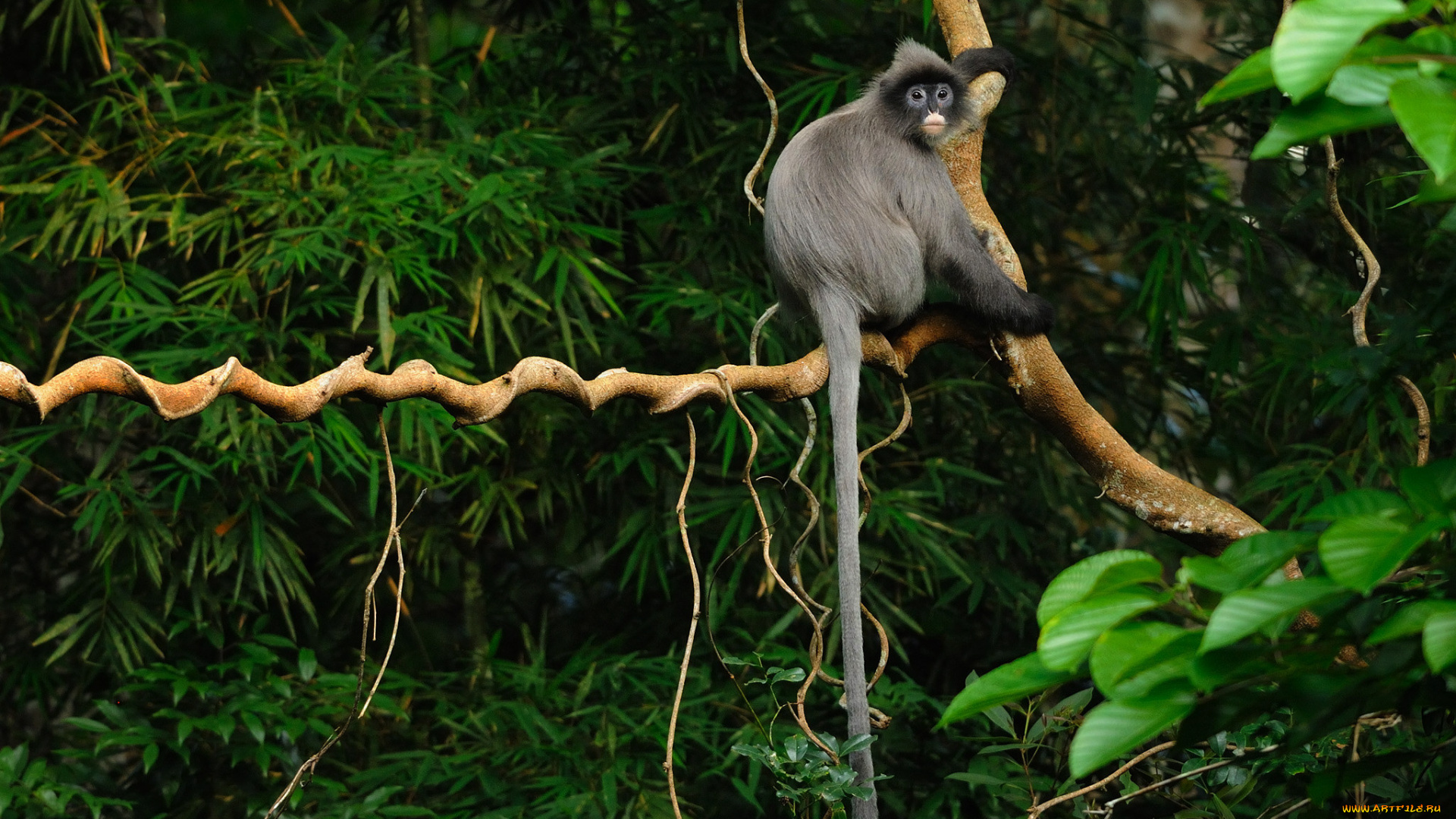 животные, обезьяны, лес, обезьяна, тропики, дерево