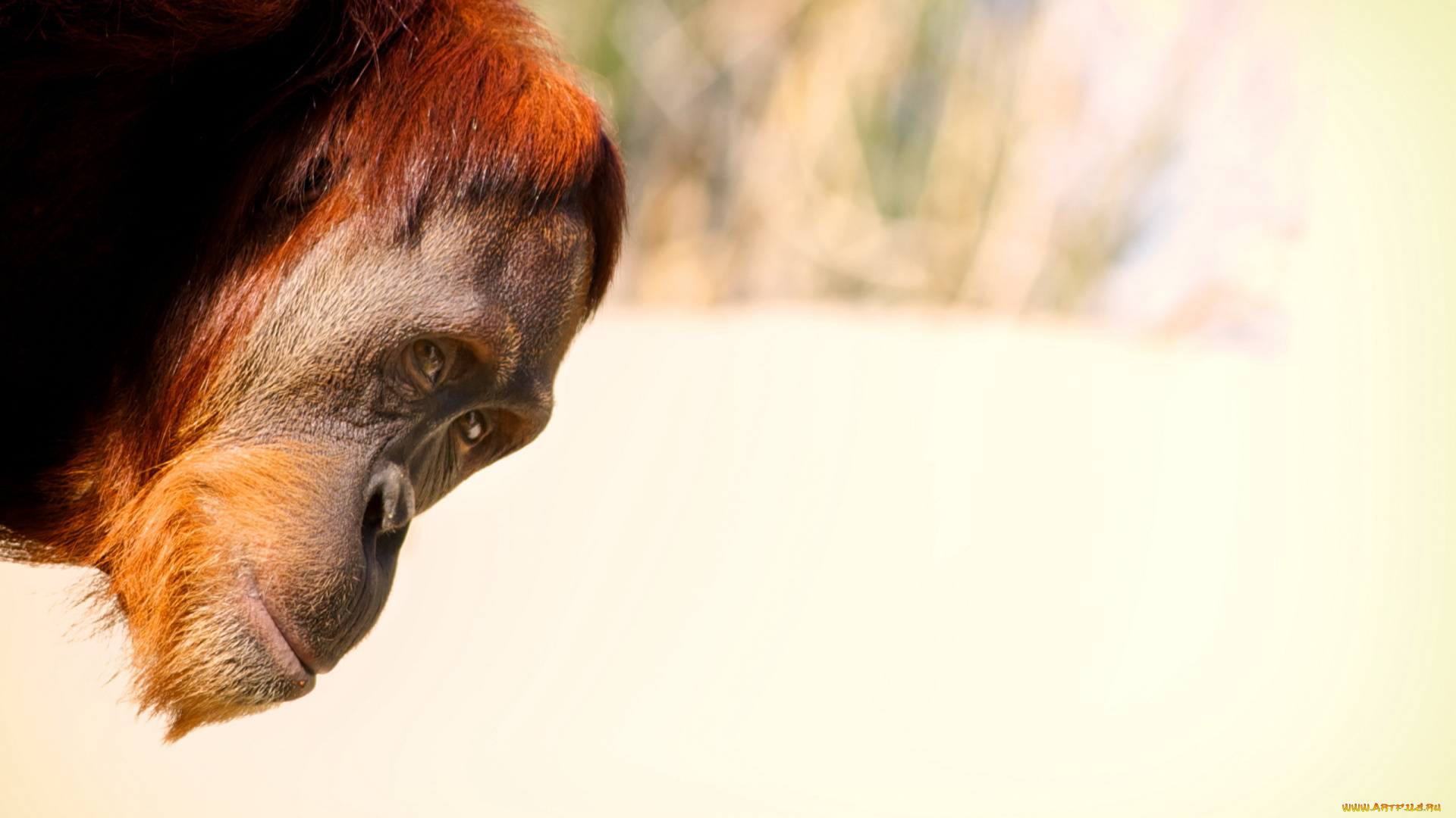 животные, обезьяны, орангутанг, голова, обезьяна