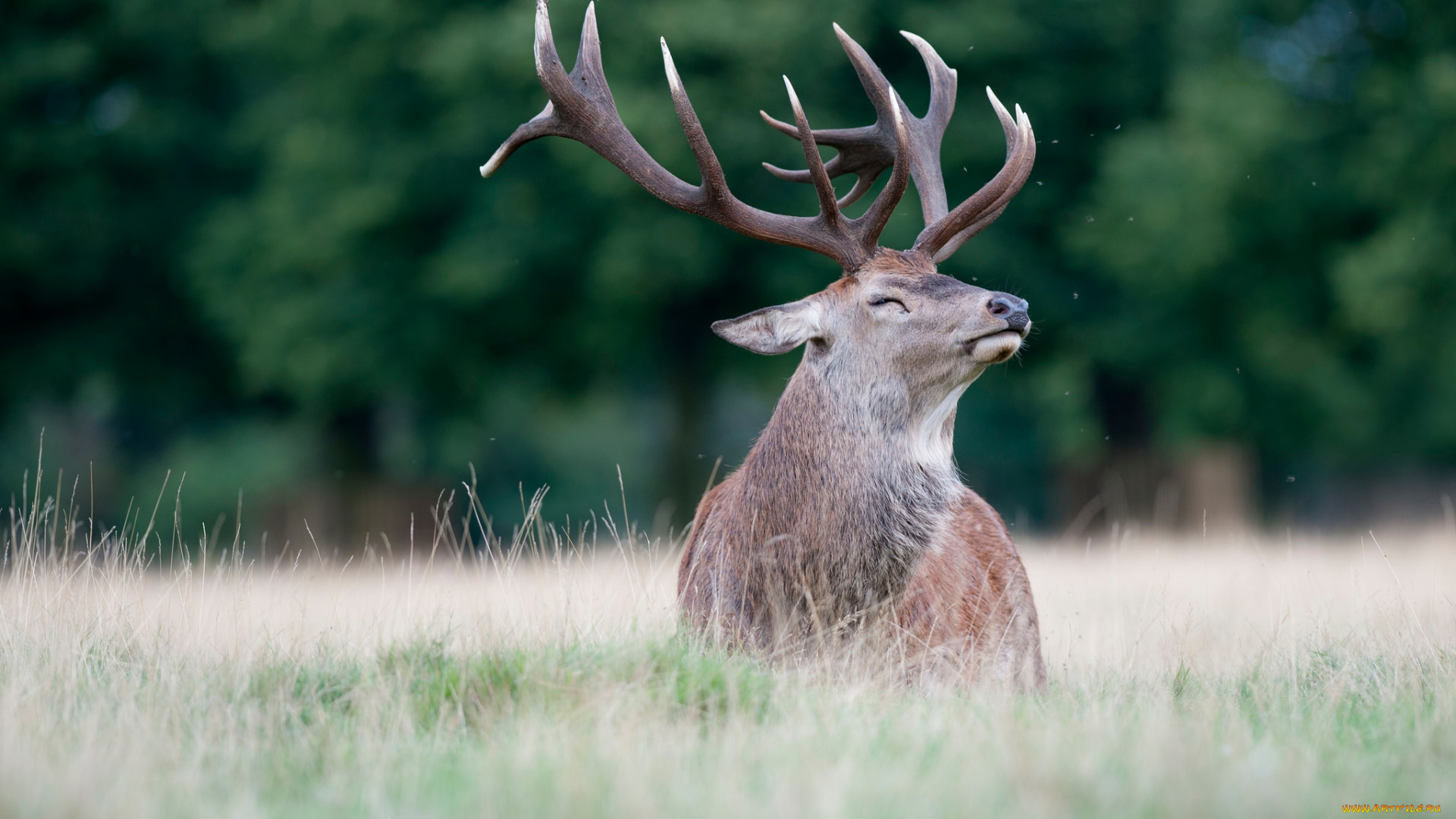 животные, олени, олень