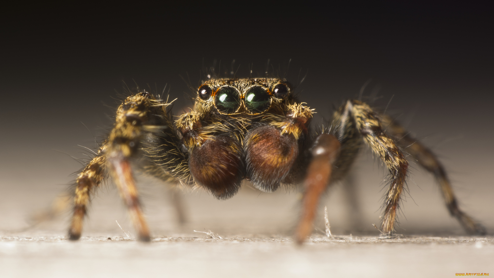 животные, пауки, паучок