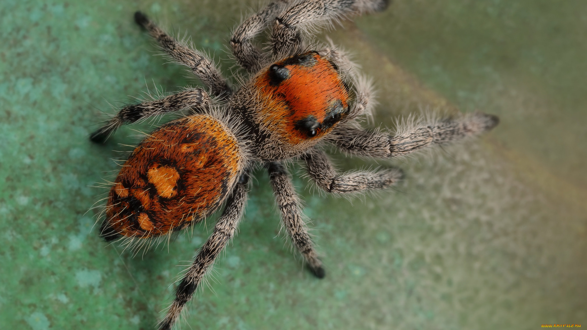 животные, пауки, паучок