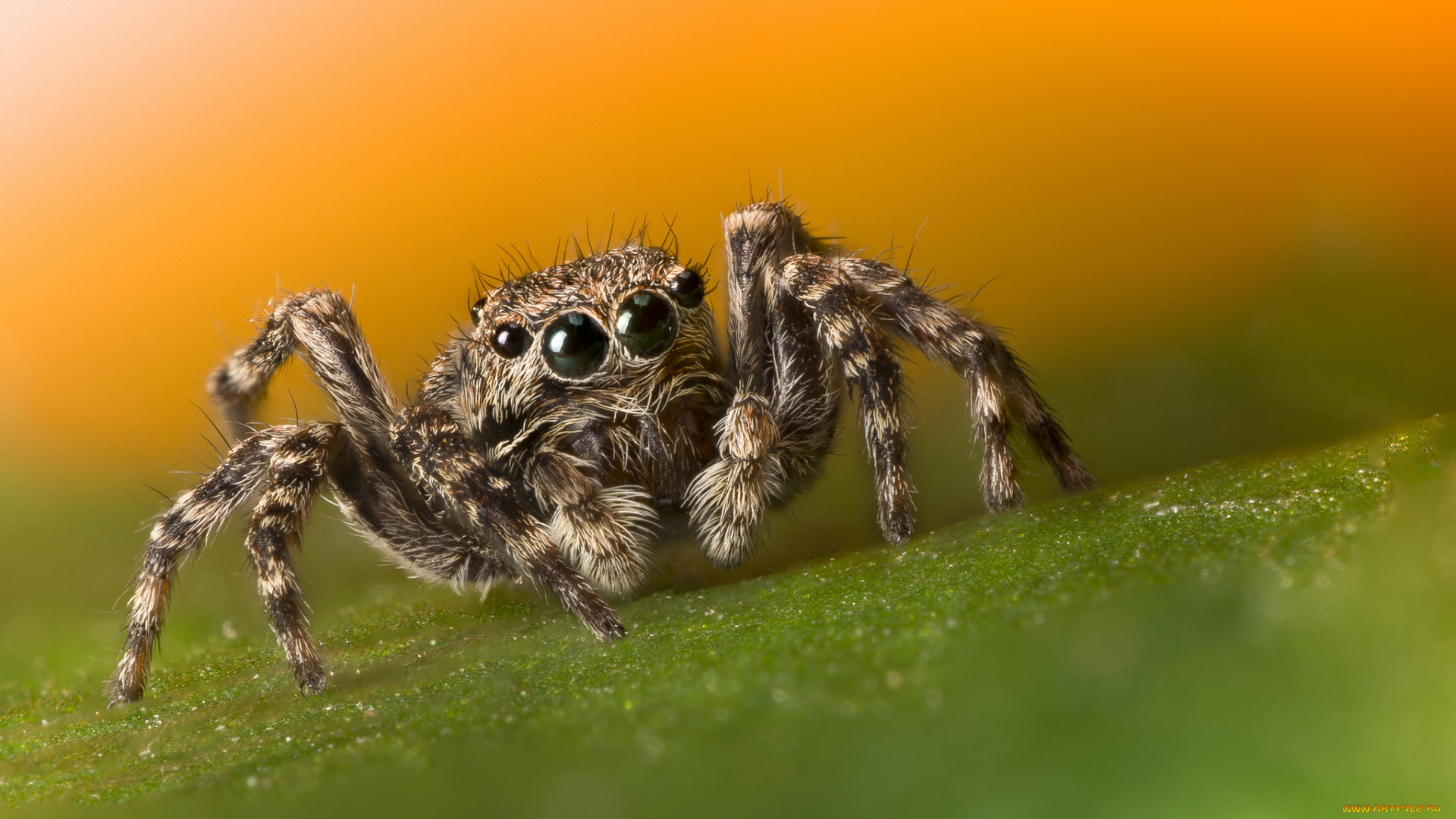животные, пауки, паучок