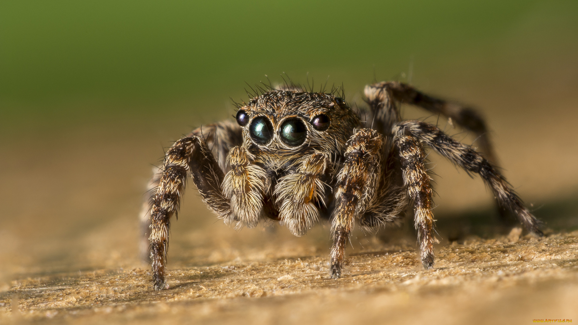 животные, пауки, паучок