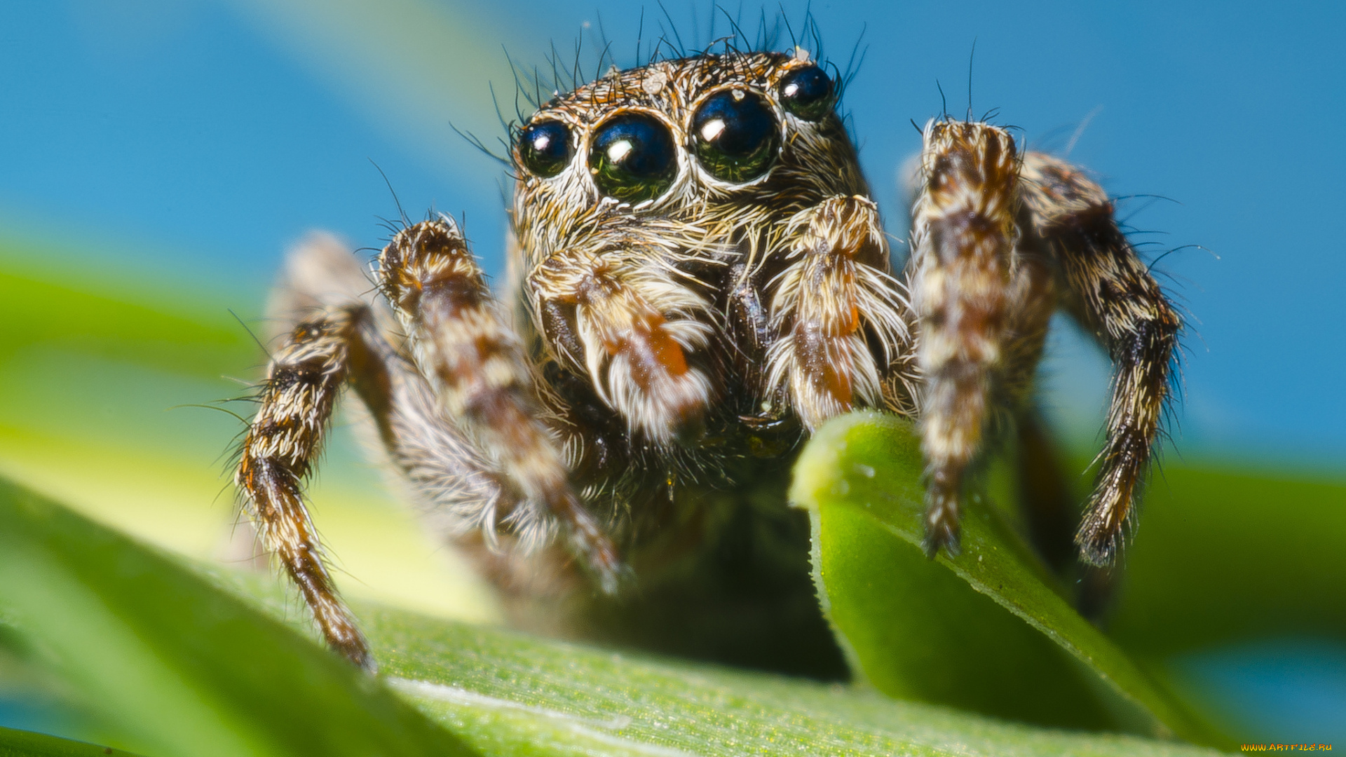 животные, пауки, паучок