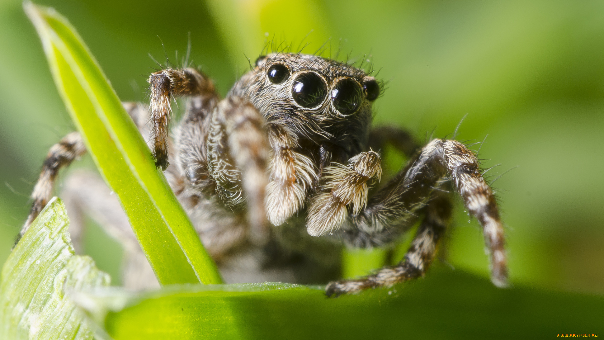 животные, пауки, паучок