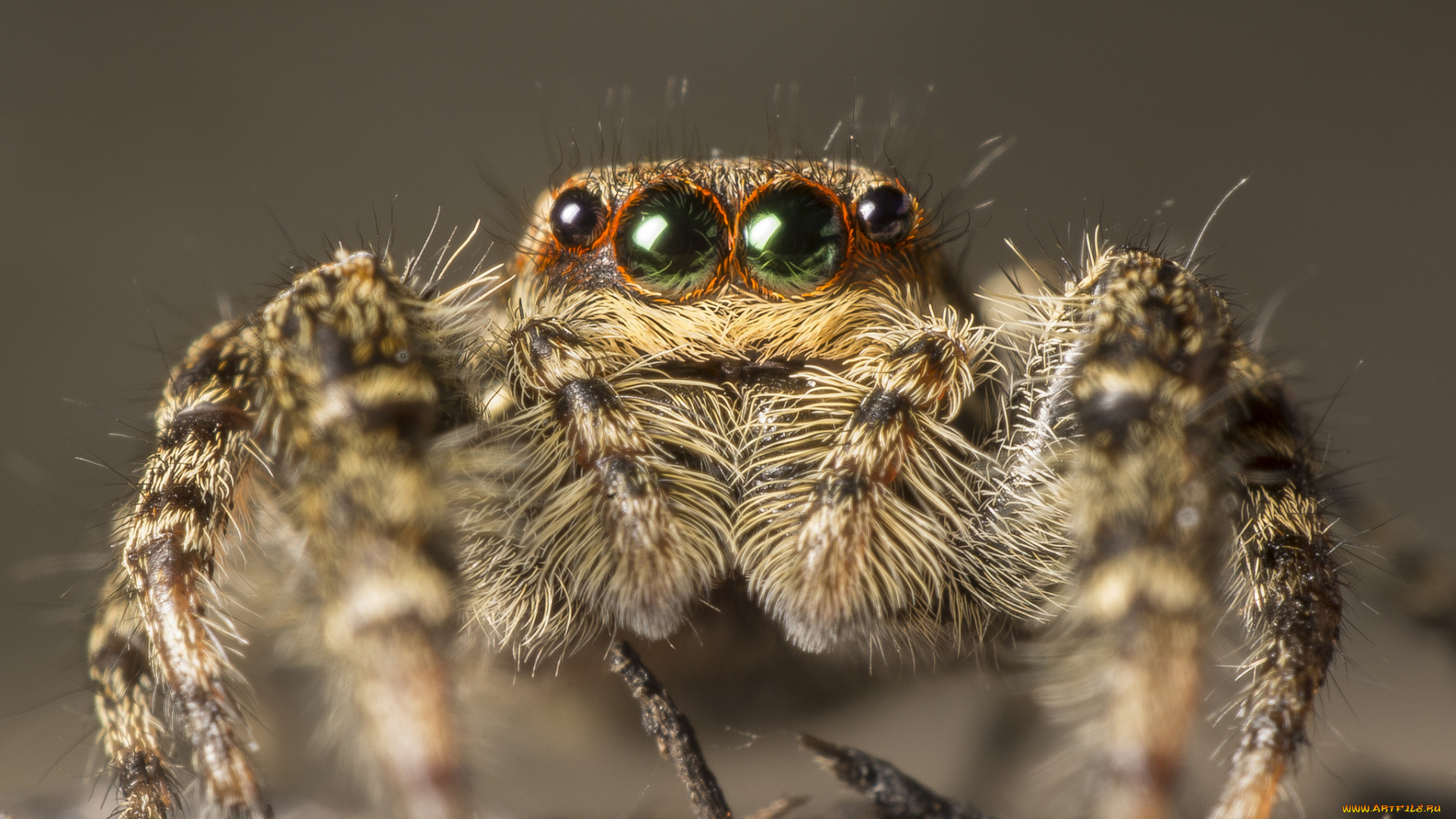 животные, пауки, паучок
