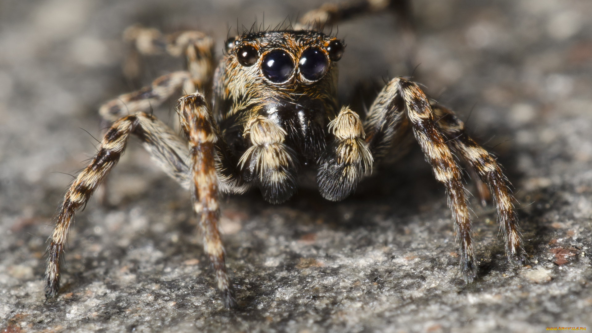 животные, пауки, паучок
