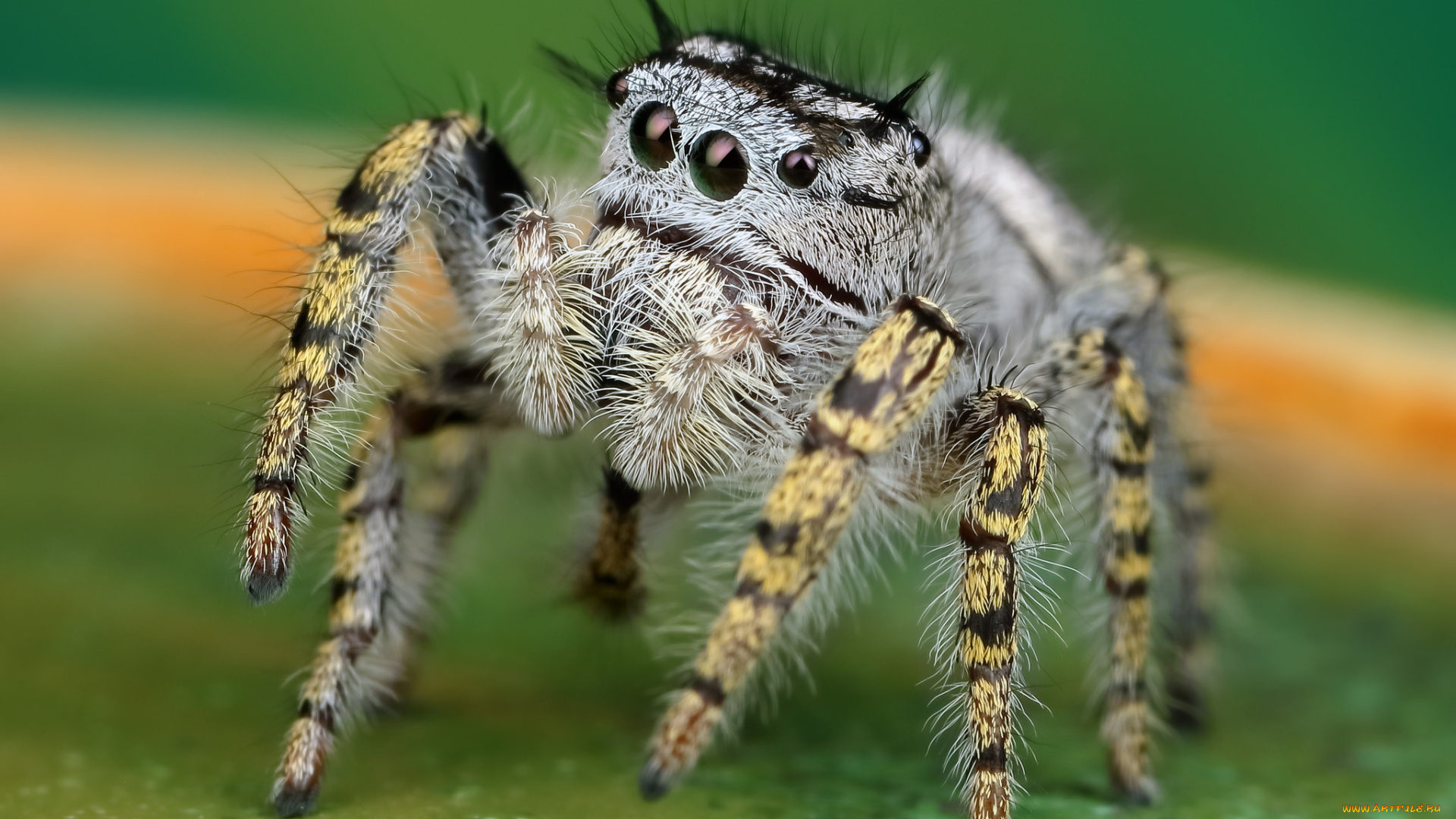 животные, пауки, паучок