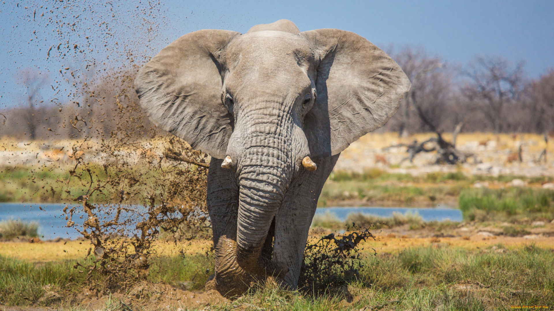 животные, слоны, слон