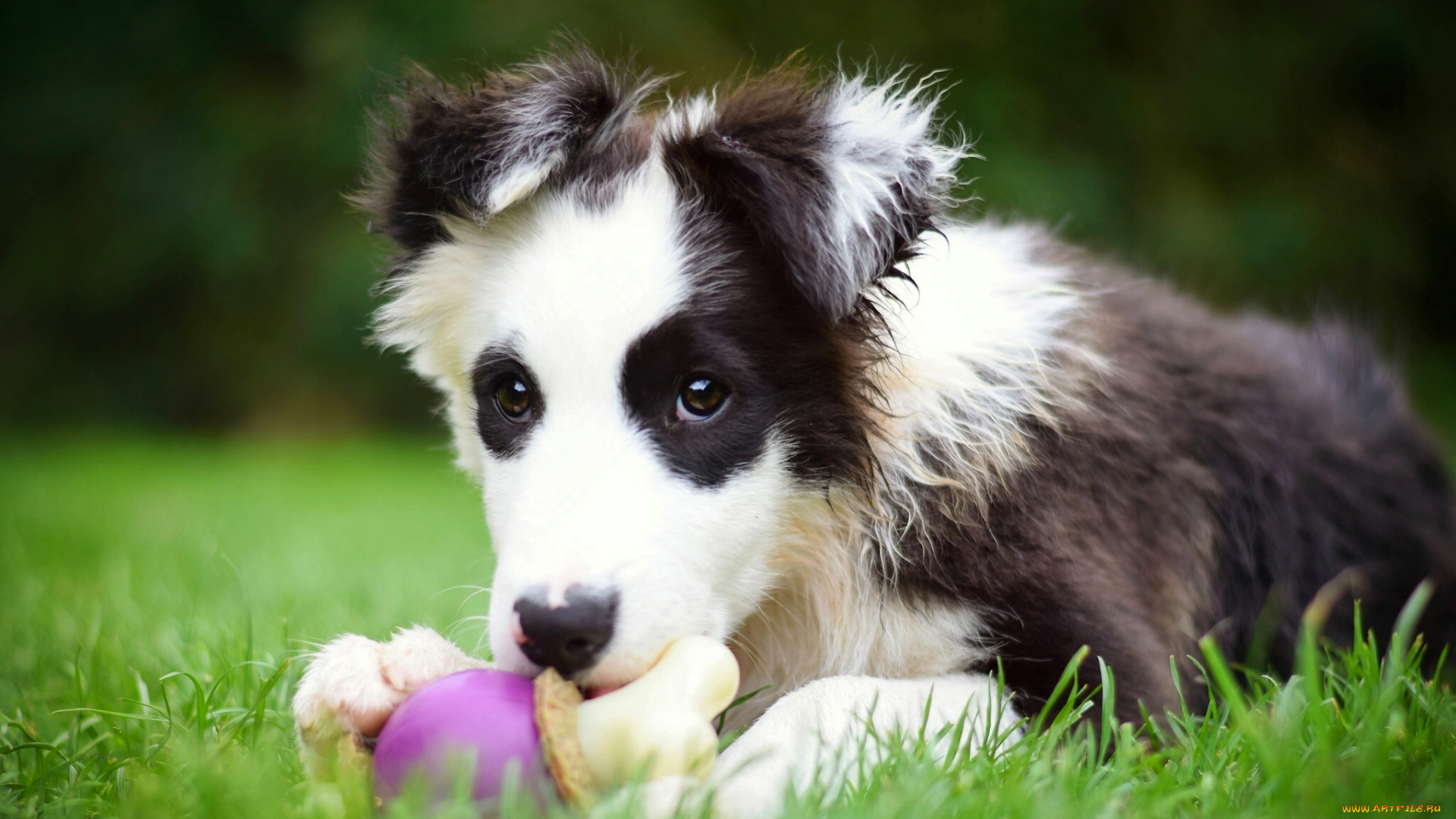 животные, собаки, бордер-колли, игрушка, щенок, собака