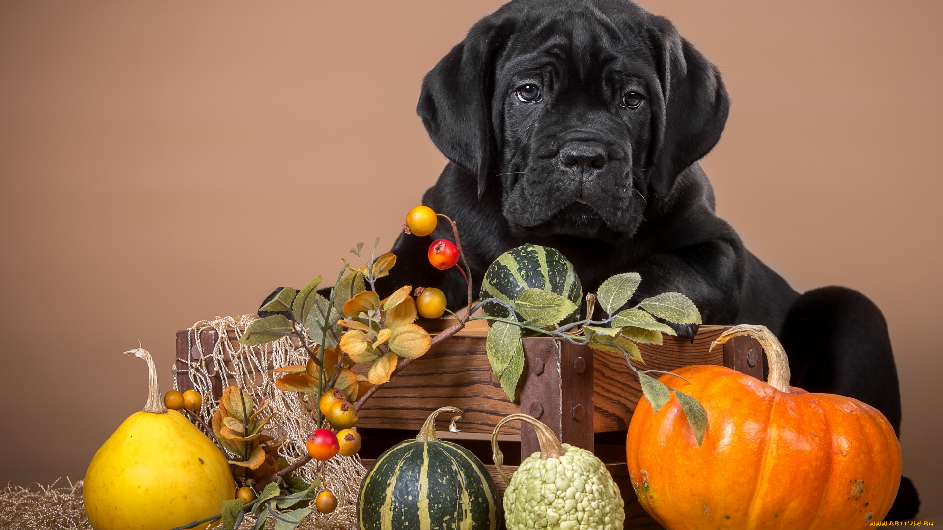 животные, собаки, черный, тыква, щенок, кане-корсо