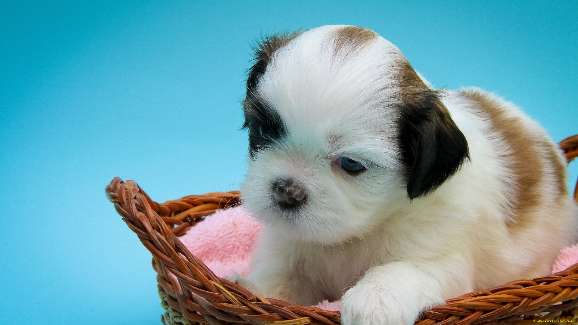животные, собаки, малыш, щенок, корзина, собака, ши-тцу