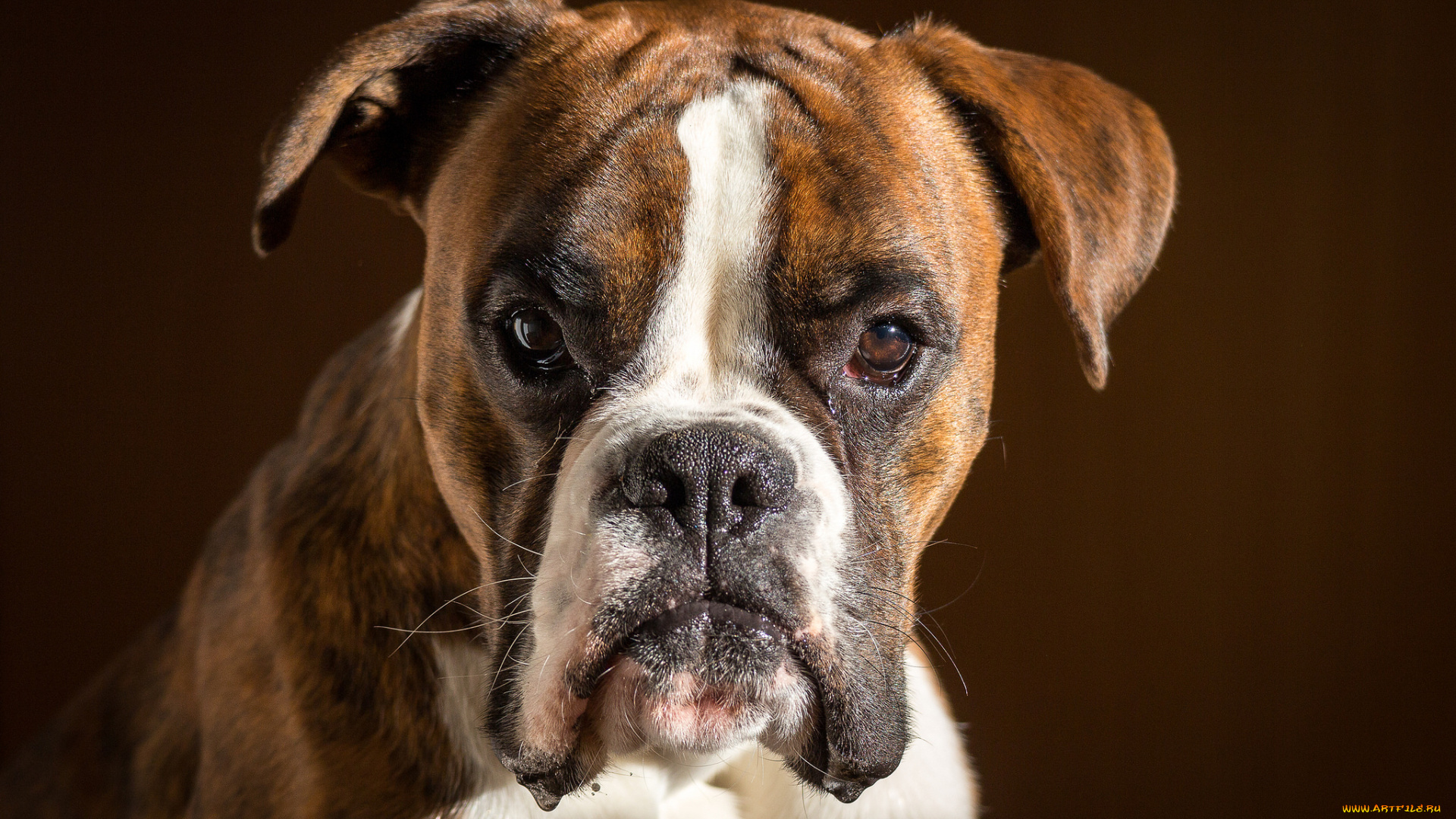 животные, собаки, пес