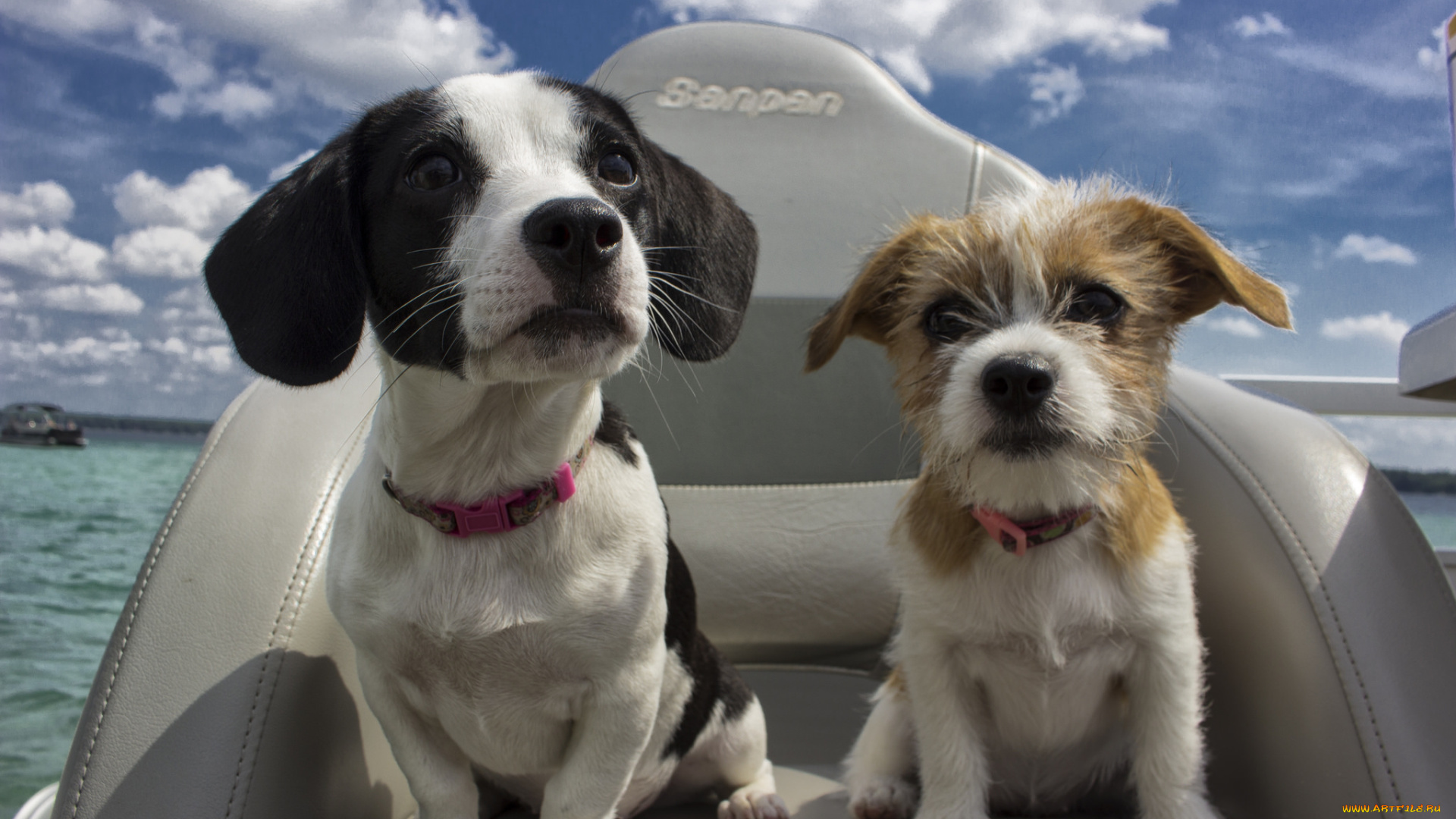 животные, собаки, щенки