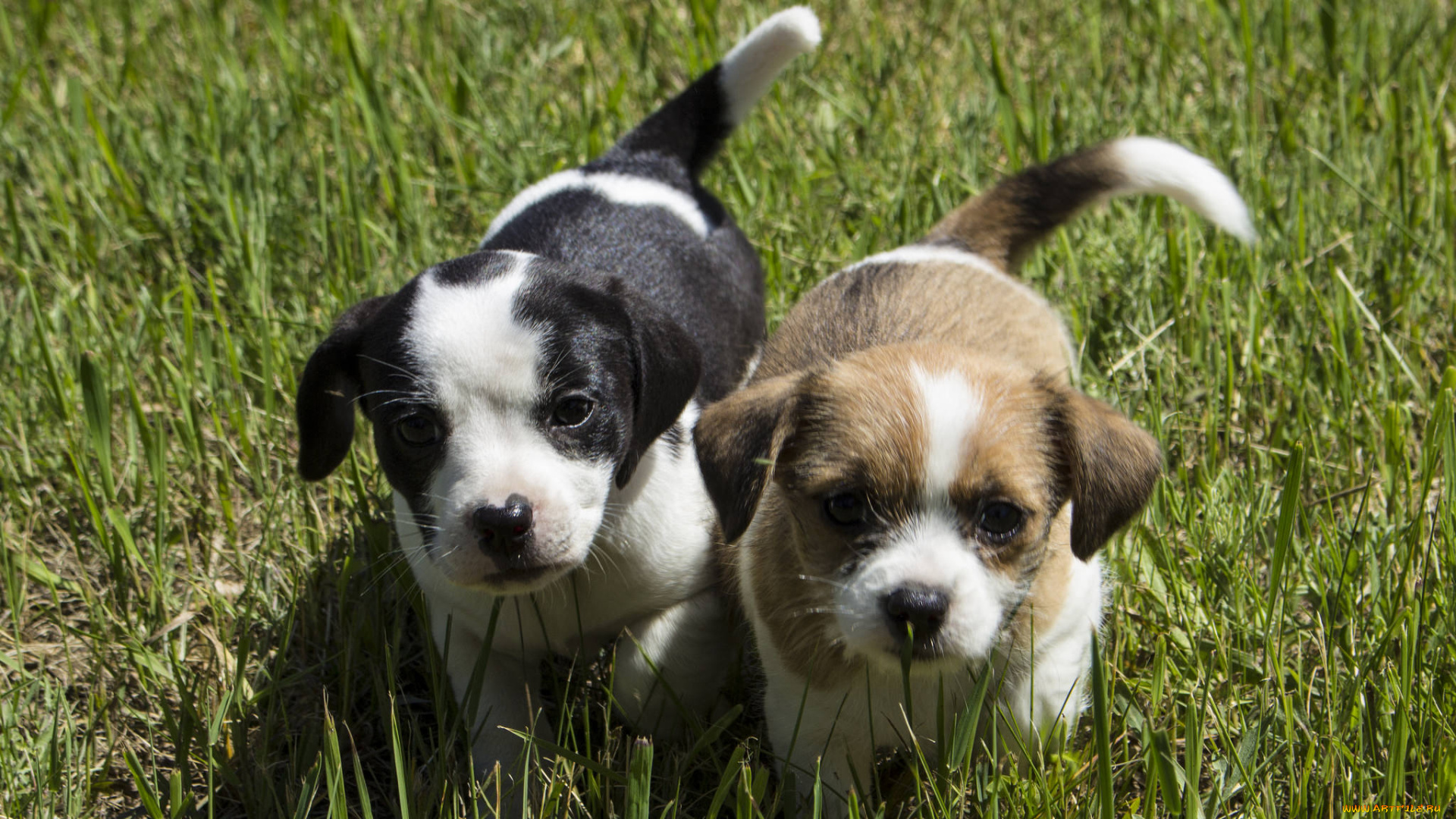 животные, собаки, щенки