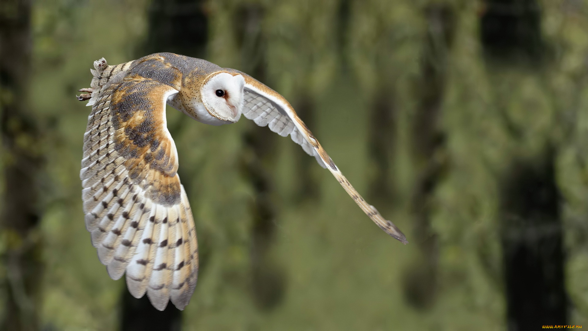животные, совы, barn, owl, птица