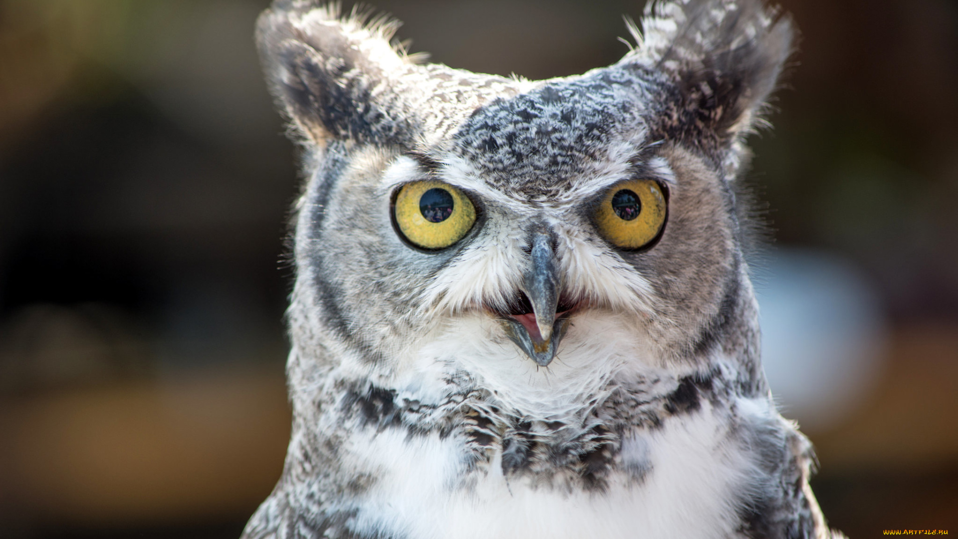 животные, совы, взгляд, глазища, птица, сова, виргинский, филин