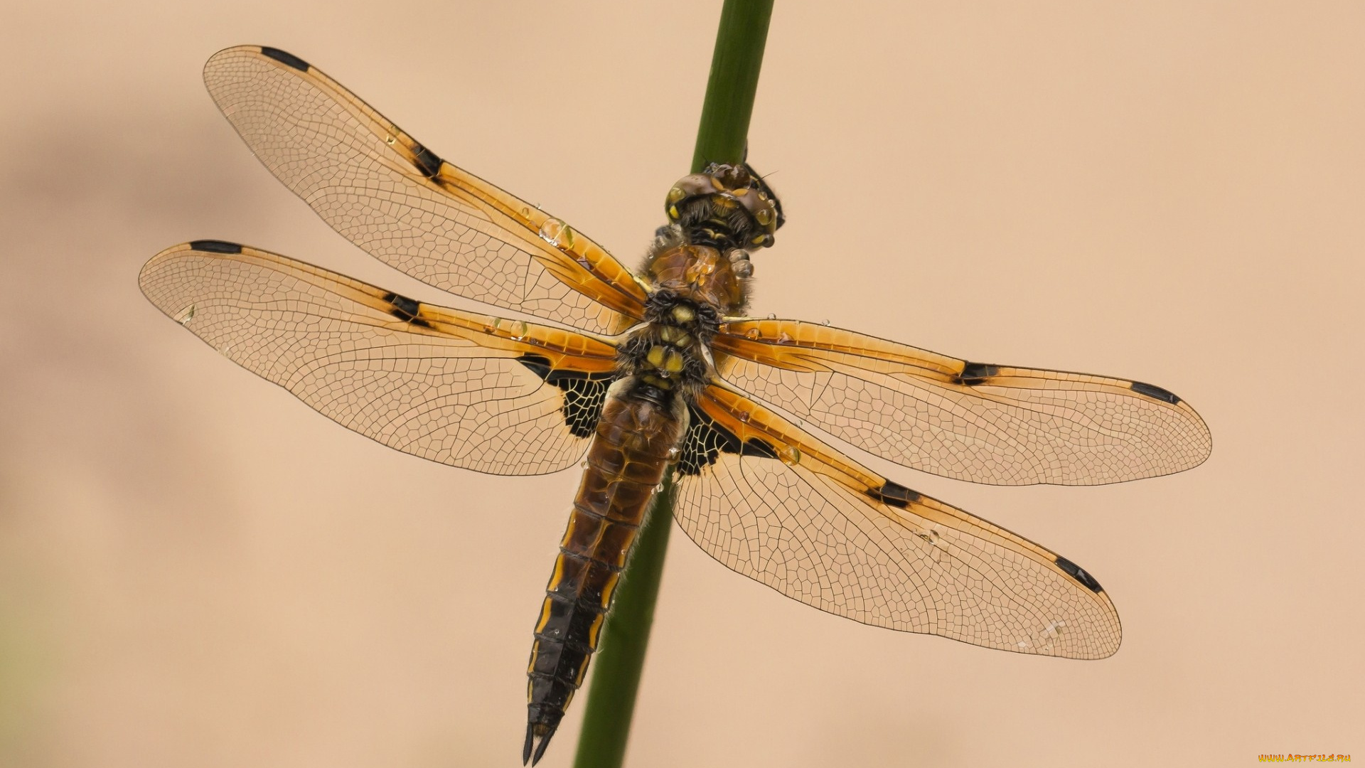 животные, стрекозы, макро, крылья, насекомое, стрекоза